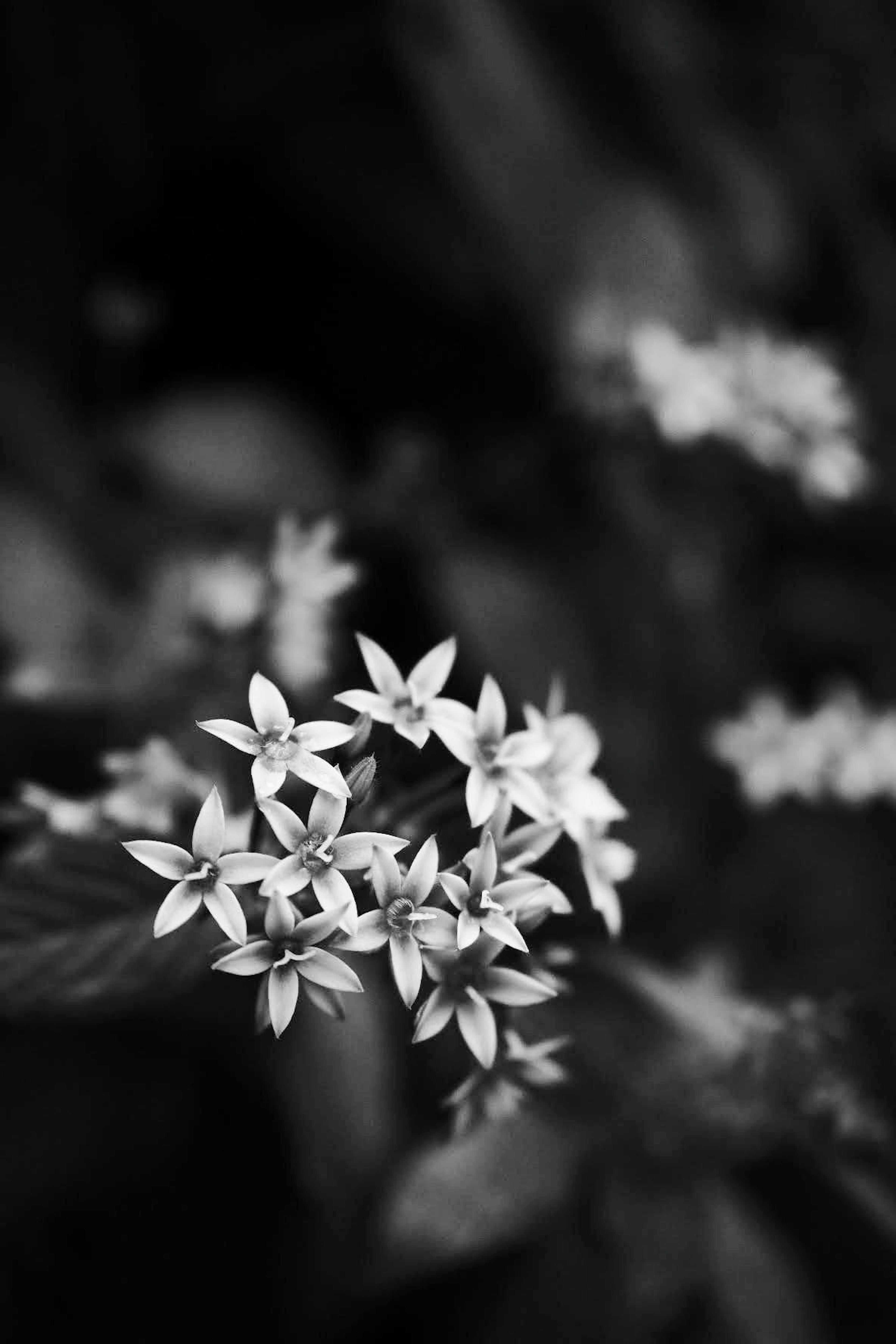 Beautiful monochrome photo of white flowers against a dark background