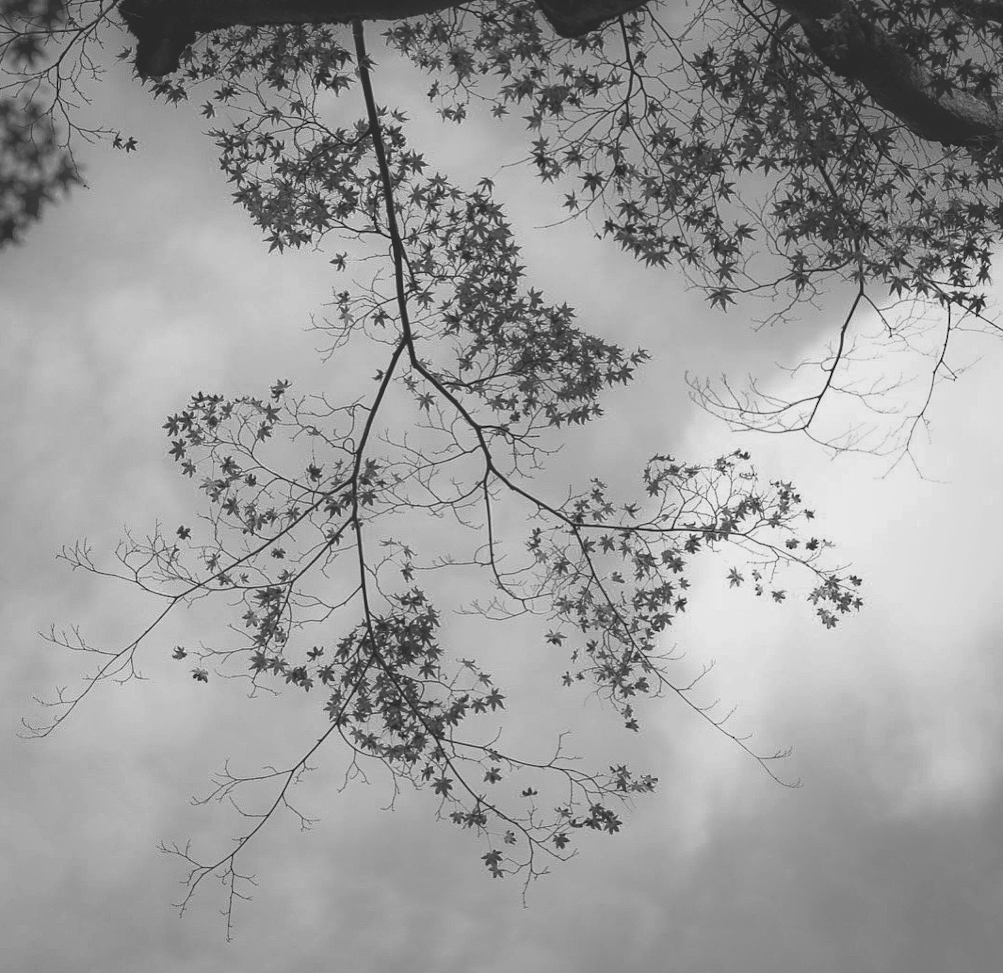 Ramas y hojas en silueta contra un cielo nublado