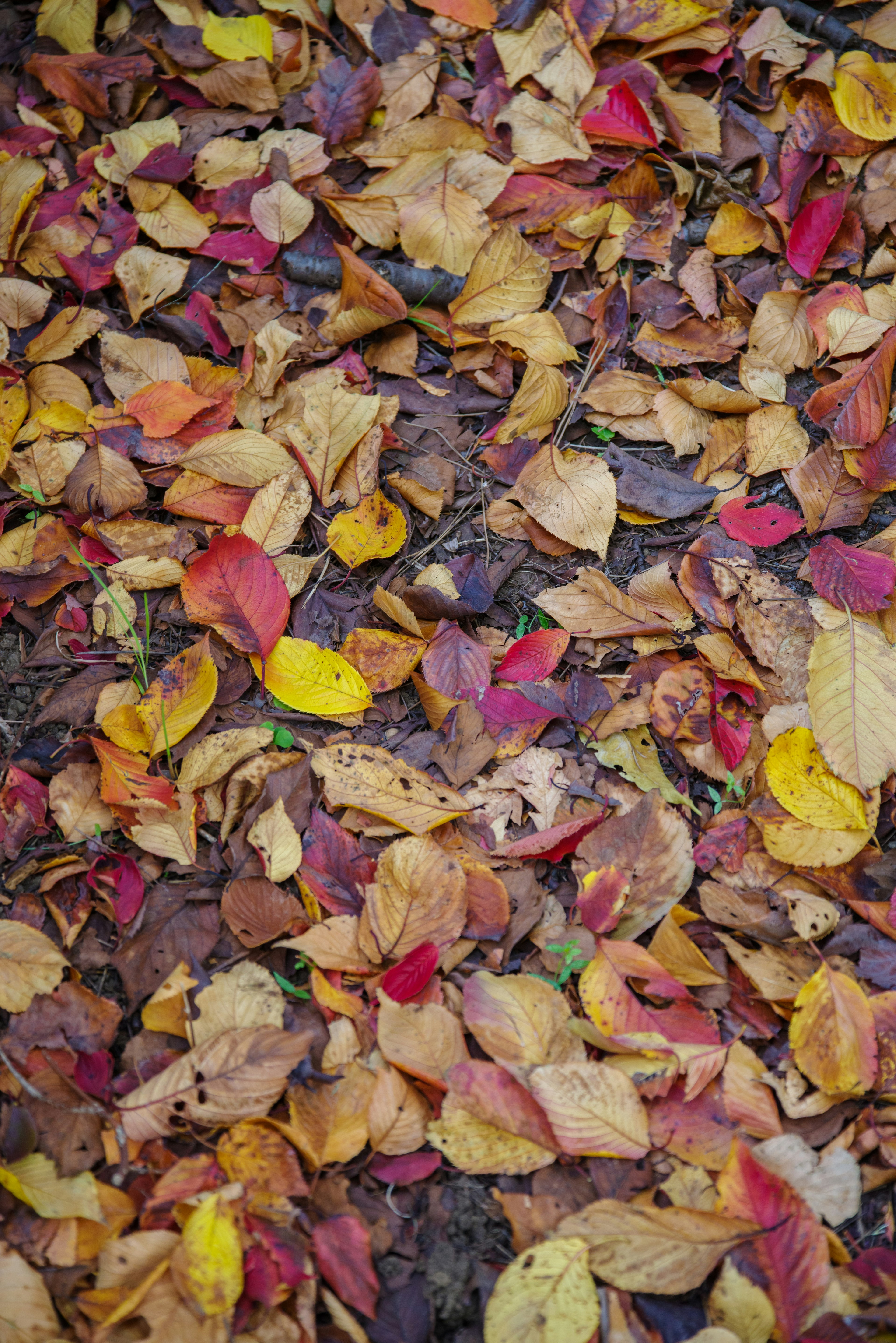 Ein buntes Arrangement von Herbstblättern, die auf dem Boden verstreut sind