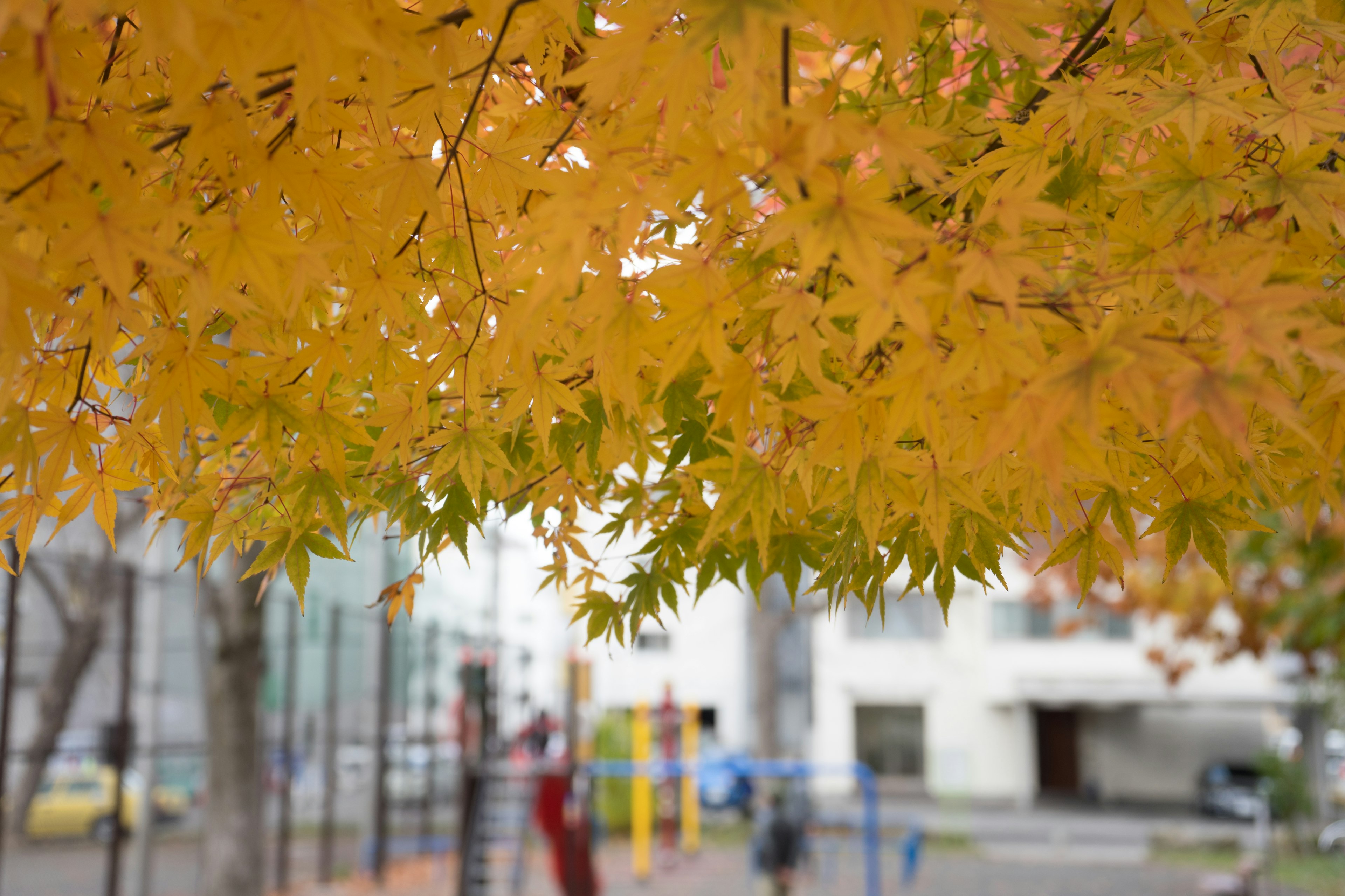 Feuilles jaunes vibrantes d'un arbre dans un parc