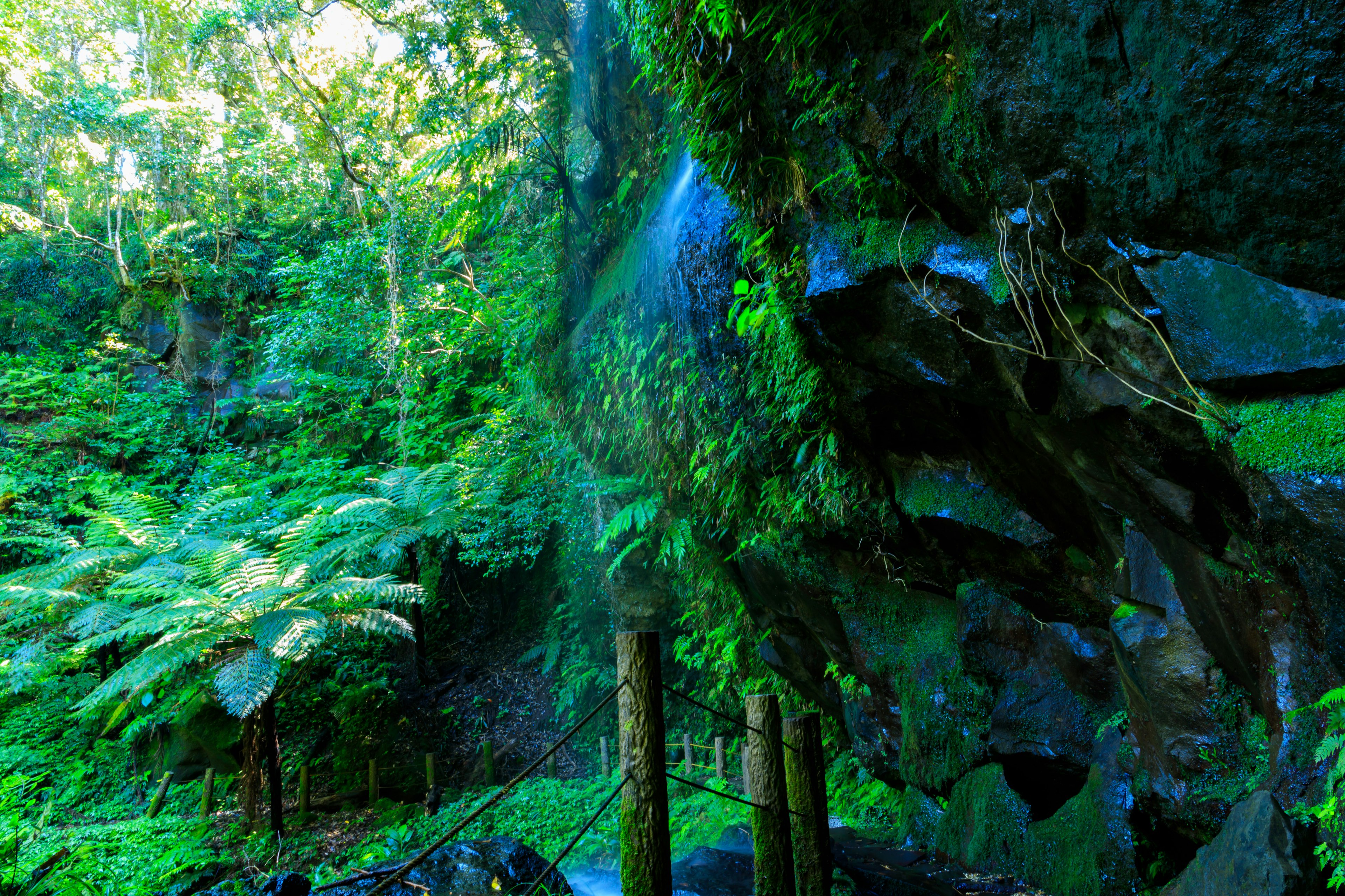 Scena di foresta lussureggiante con cascata e rocce