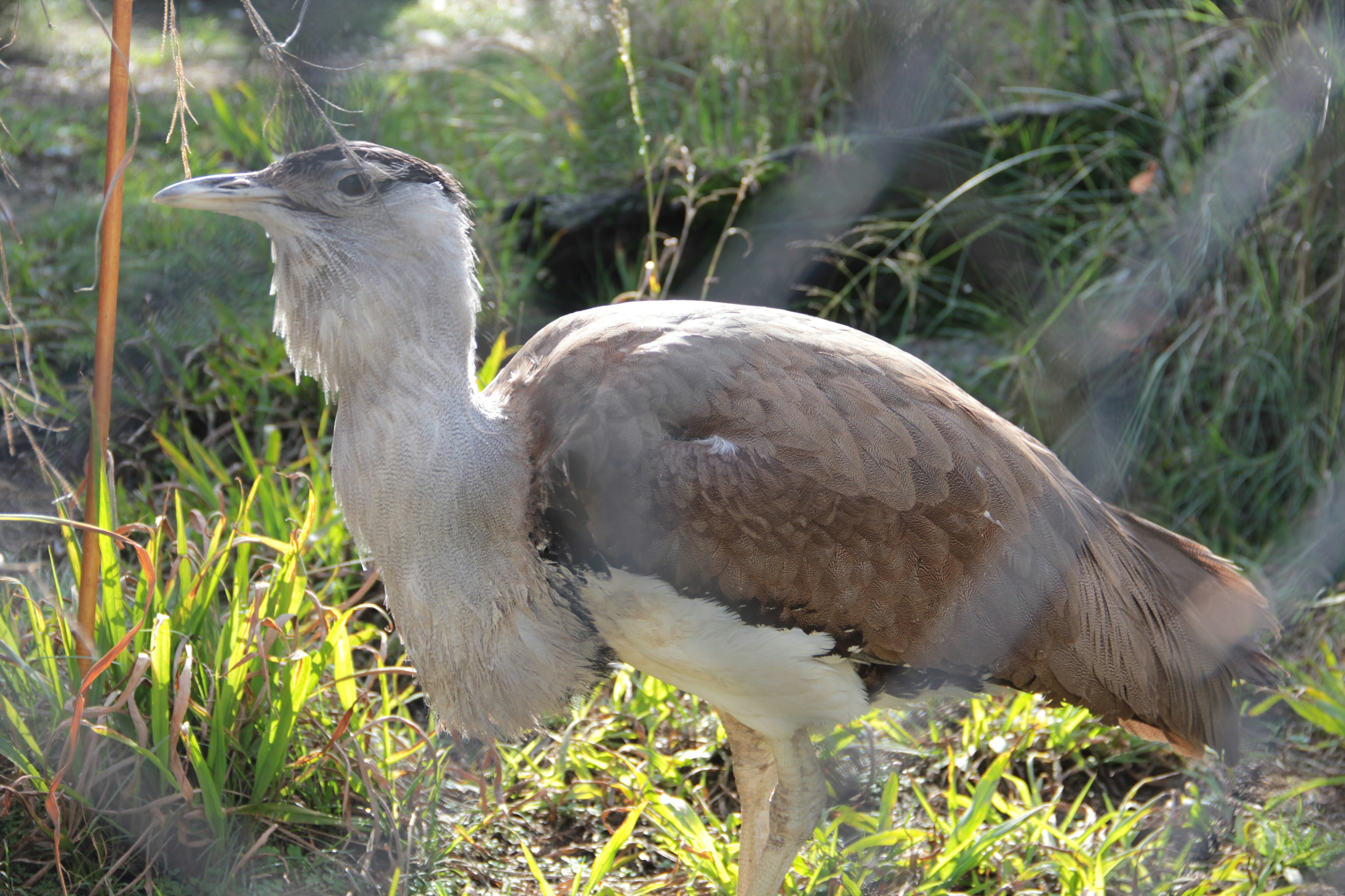 Hình ảnh cận cảnh của một con chim Bustard giữa cỏ