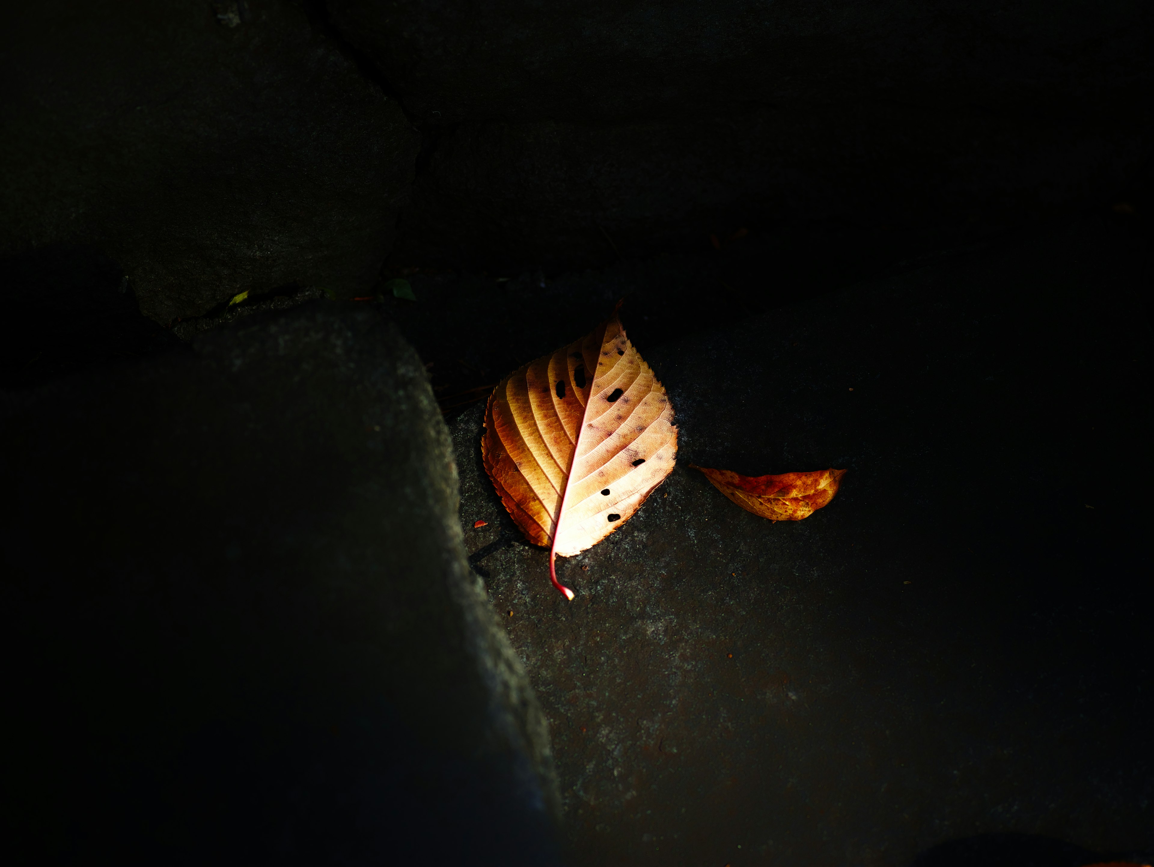 Una sola hoja descansando sobre una superficie oscura con iluminación sutil