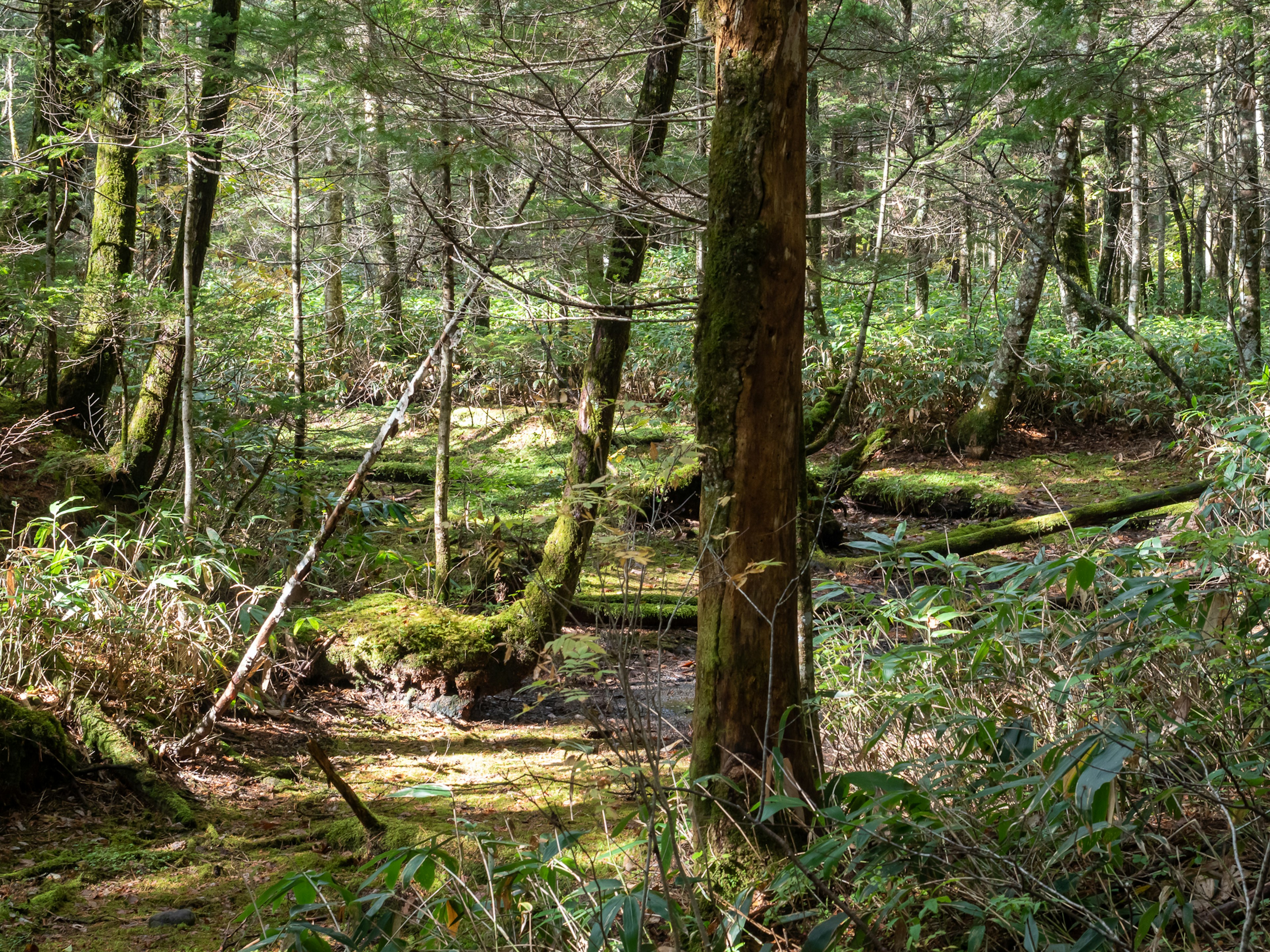 A serene landscape featuring a small stream flowing through a lush green forest