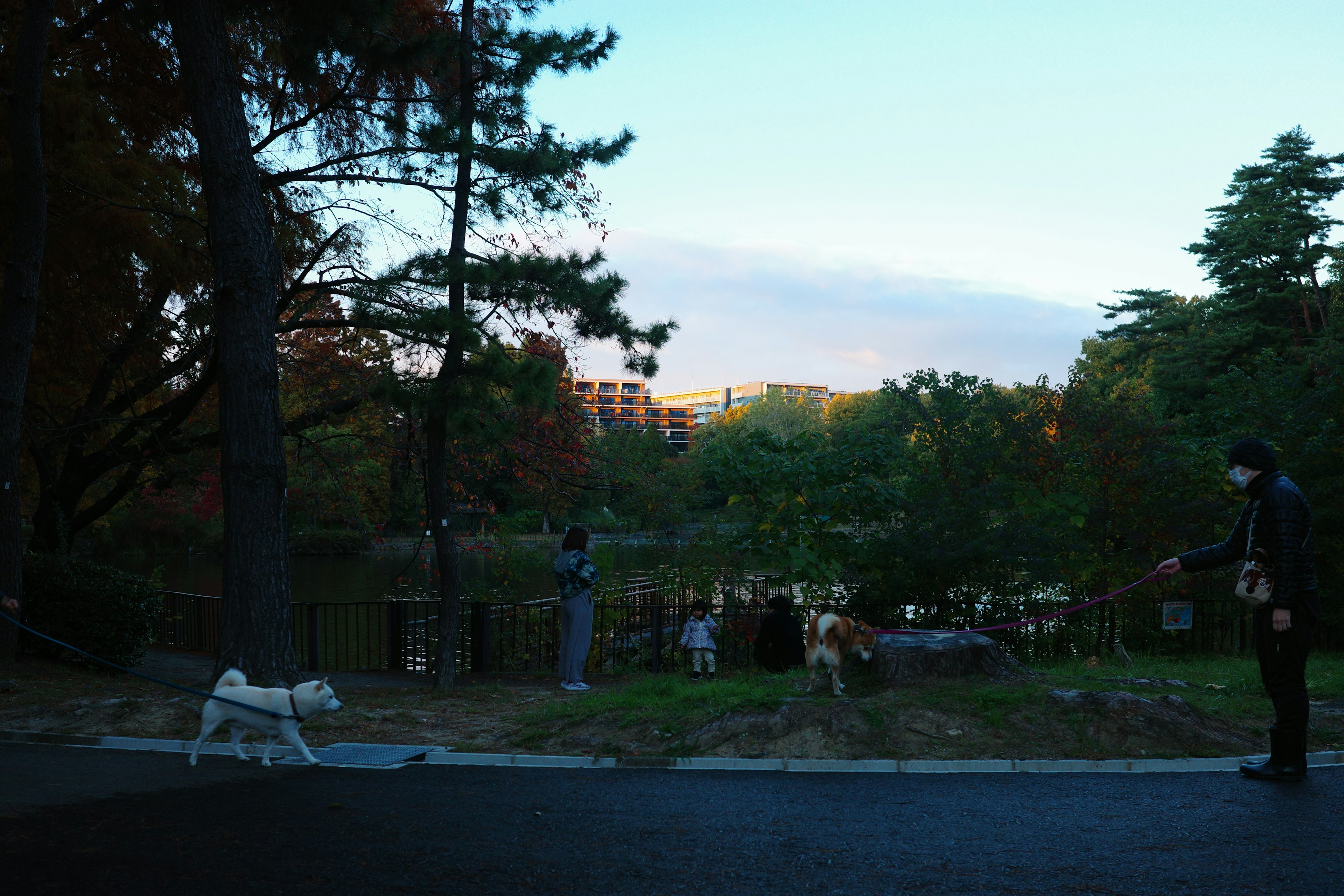 公園で犬と散歩する人々と湖の風景