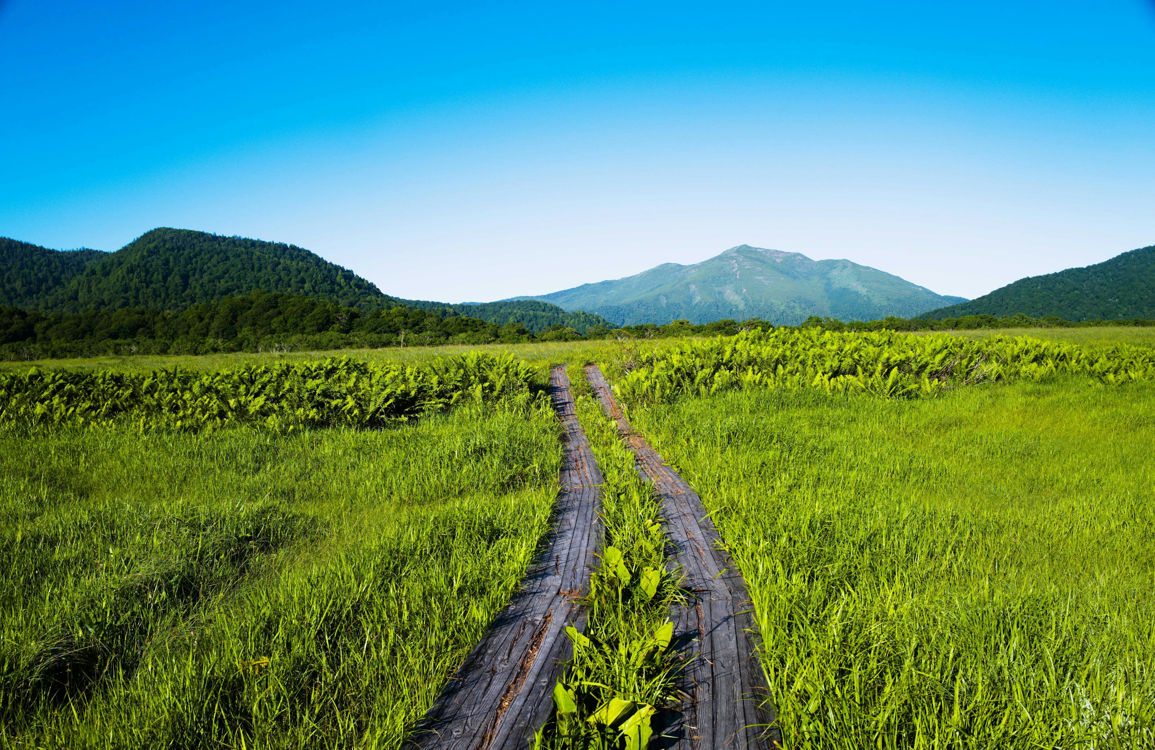 Sendero curvado a través de campos verdes bajo un cielo azul claro