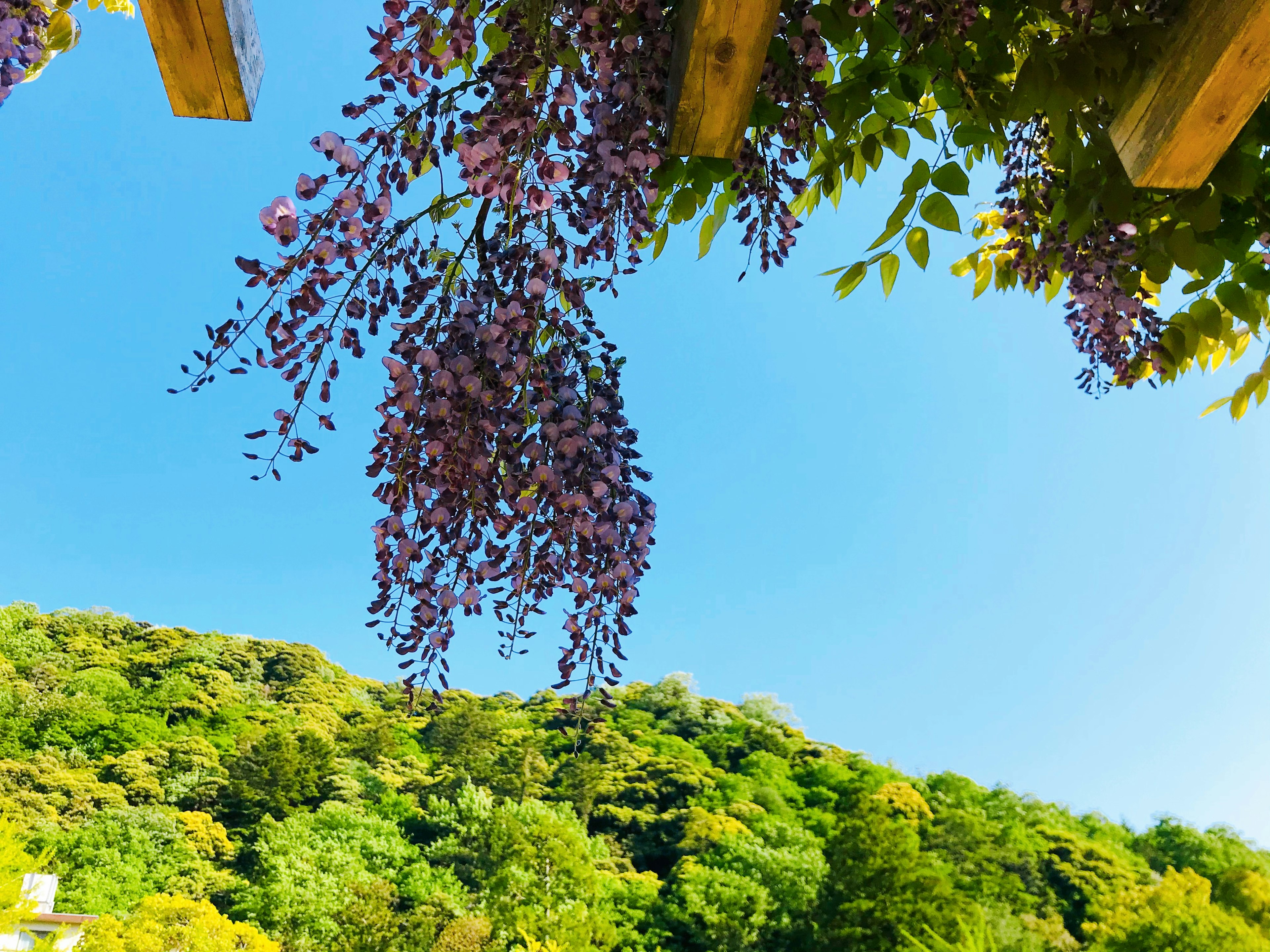 Fleurs violettes suspendues sous un ciel bleu clair avec des collines verdoyantes