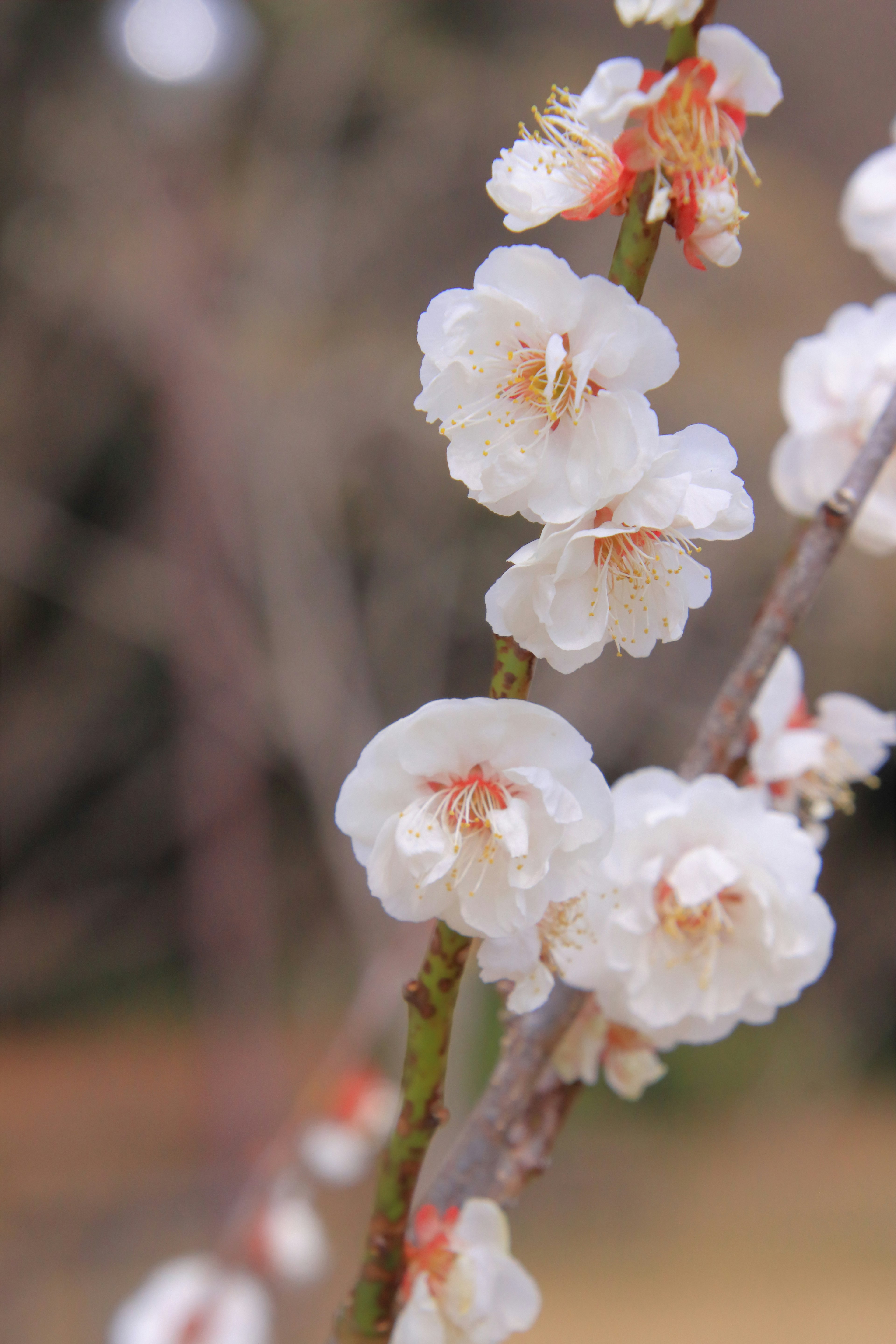 白い梅の花が咲いている枝のクローズアップ