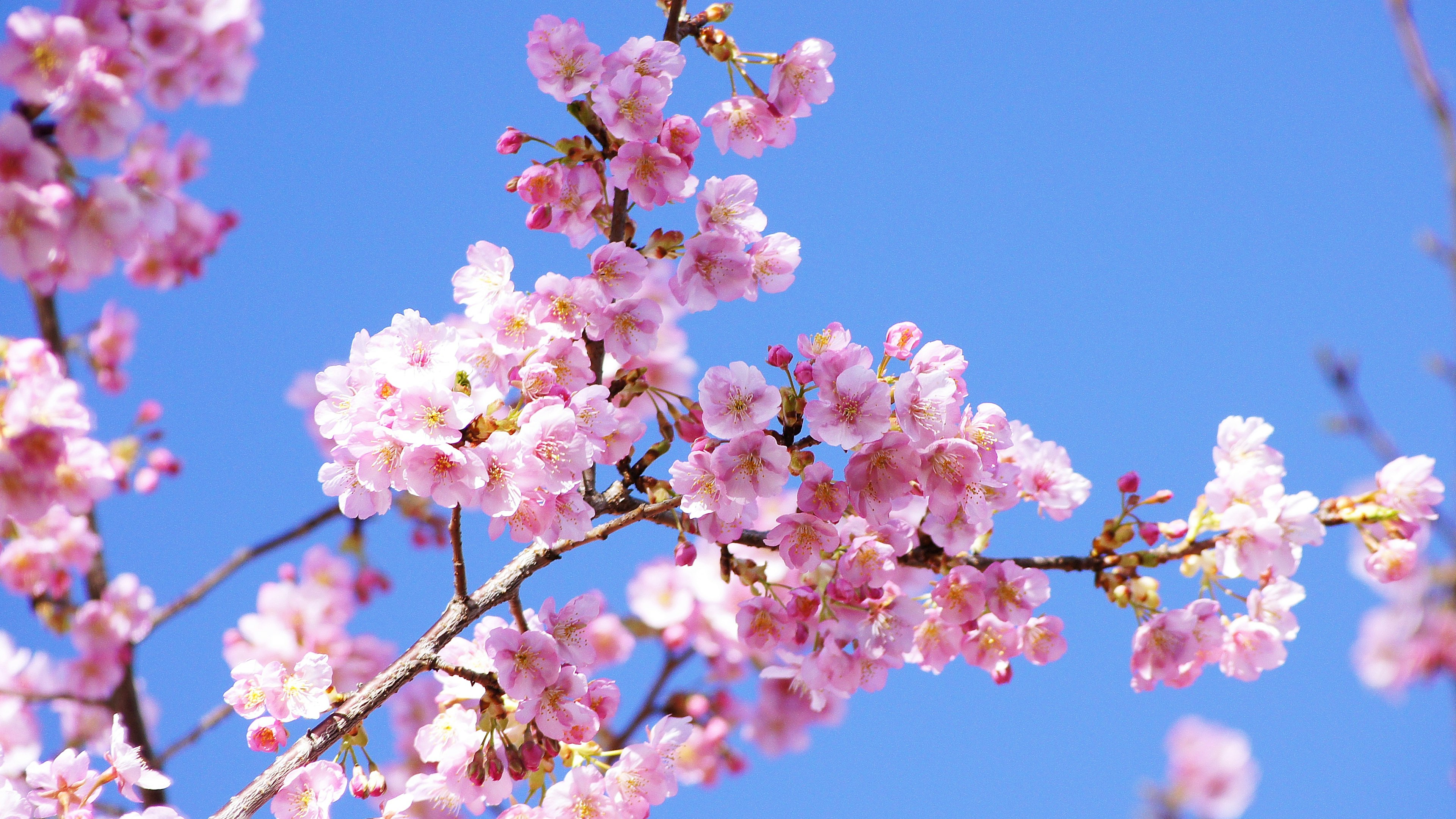 Close-up of cherry blossoms blooming on branches against a blue sky