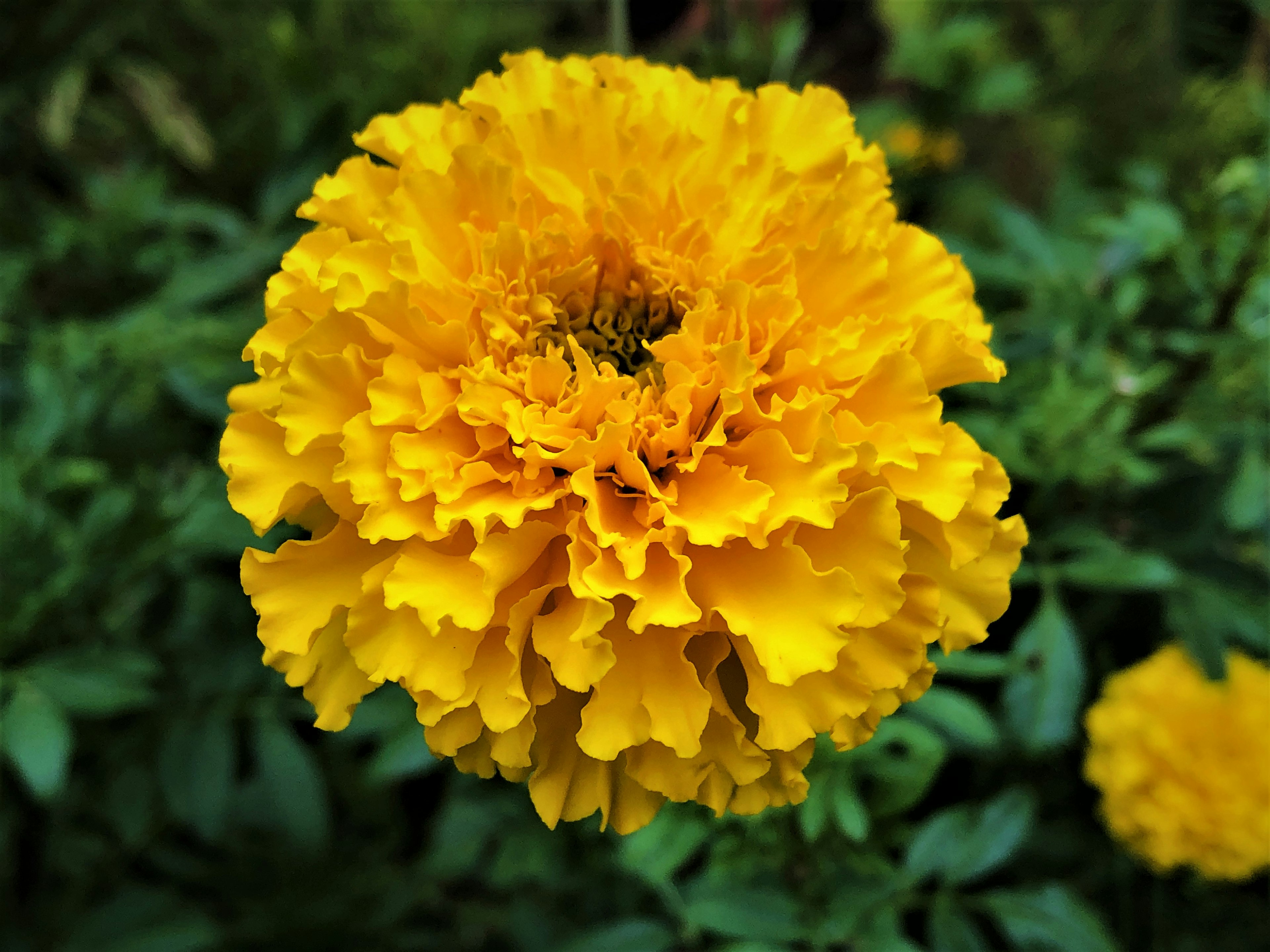 Vibrant yellow marigold flower in full bloom