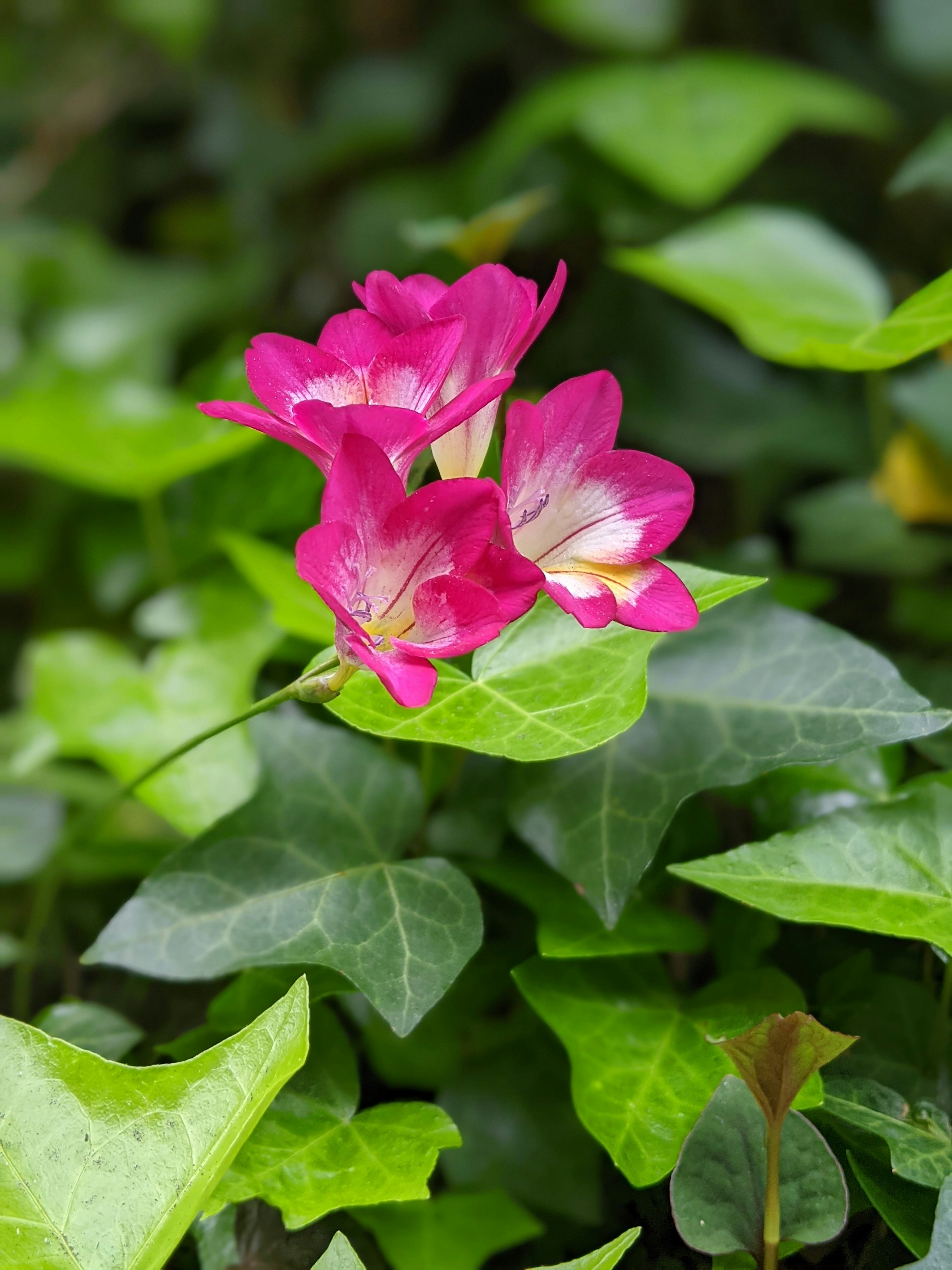 Bunga pink cerah yang mekar di antara daun hijau