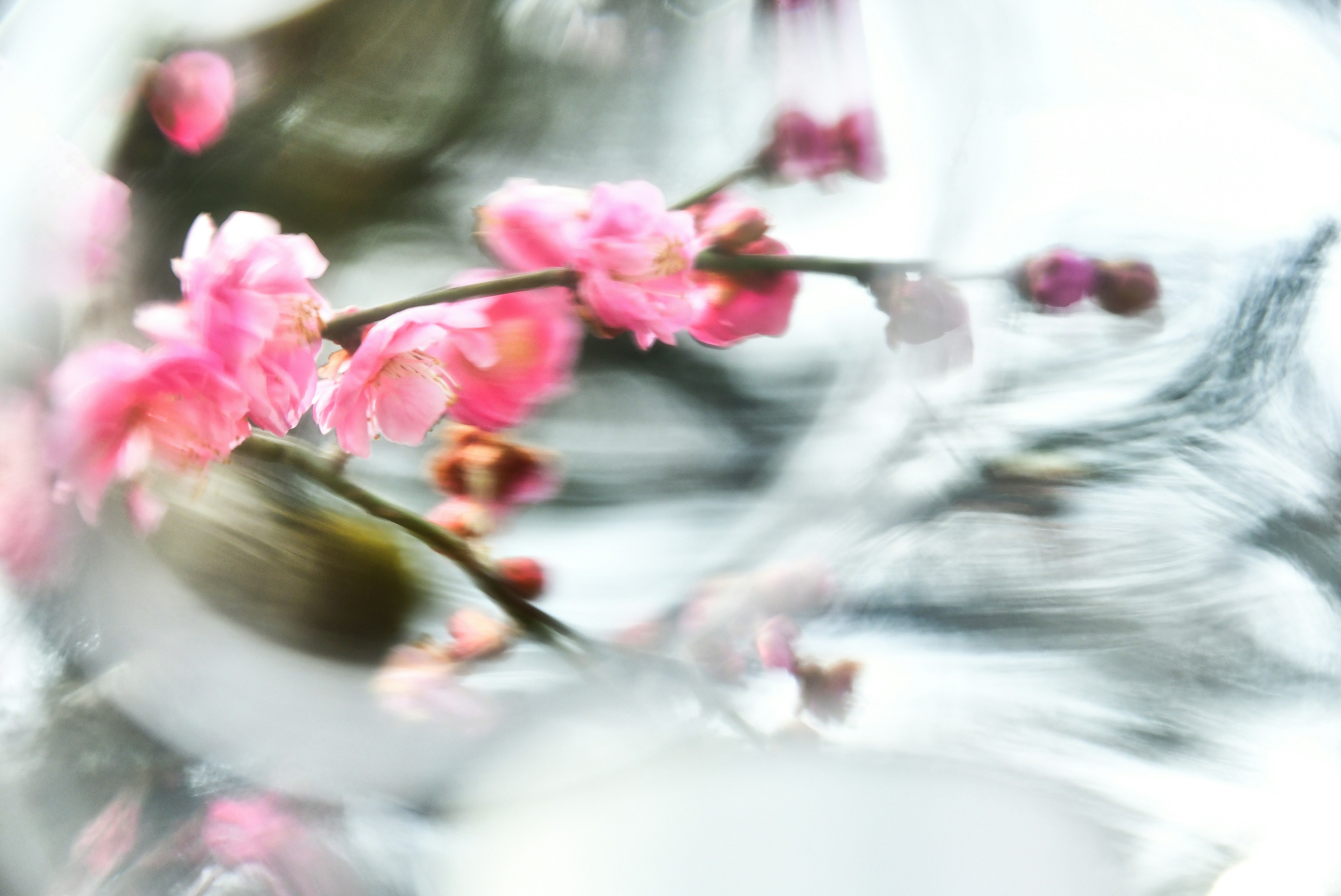 Hermosa foto de flores rosas suaves contra un fondo difuso