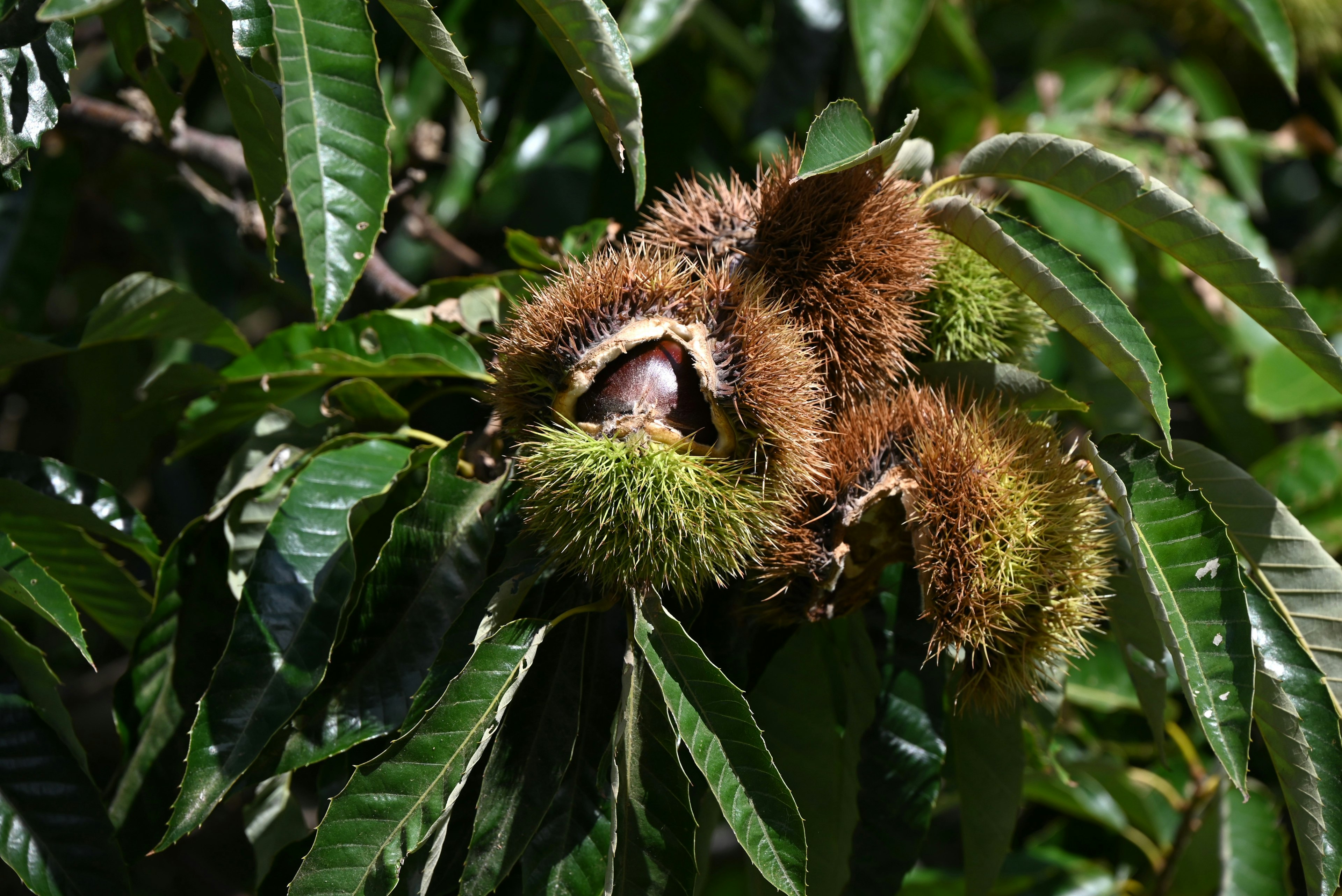 Ricci di castagne tra foglie verdi