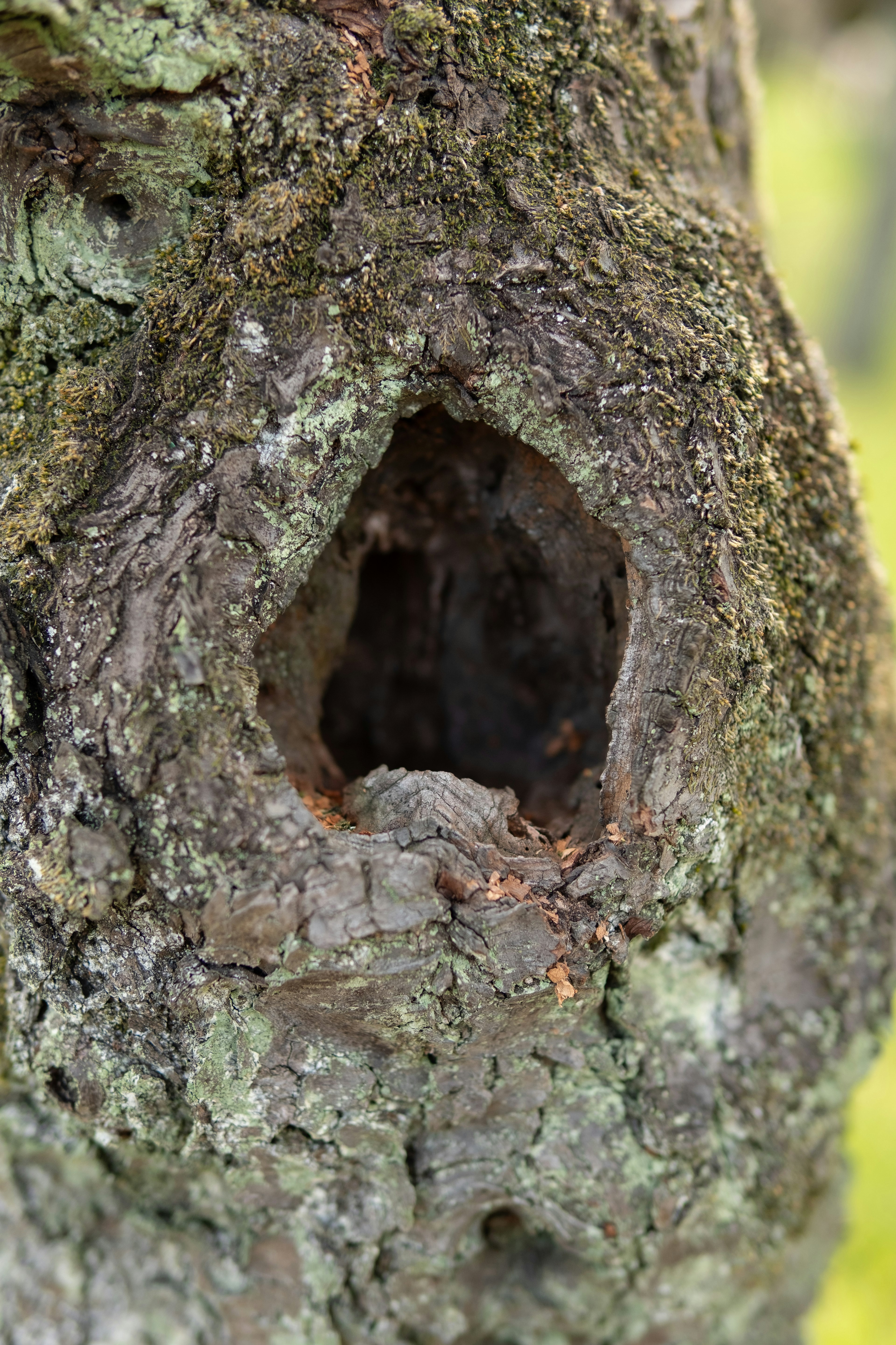 Primo piano di un buco in un tronco d'albero