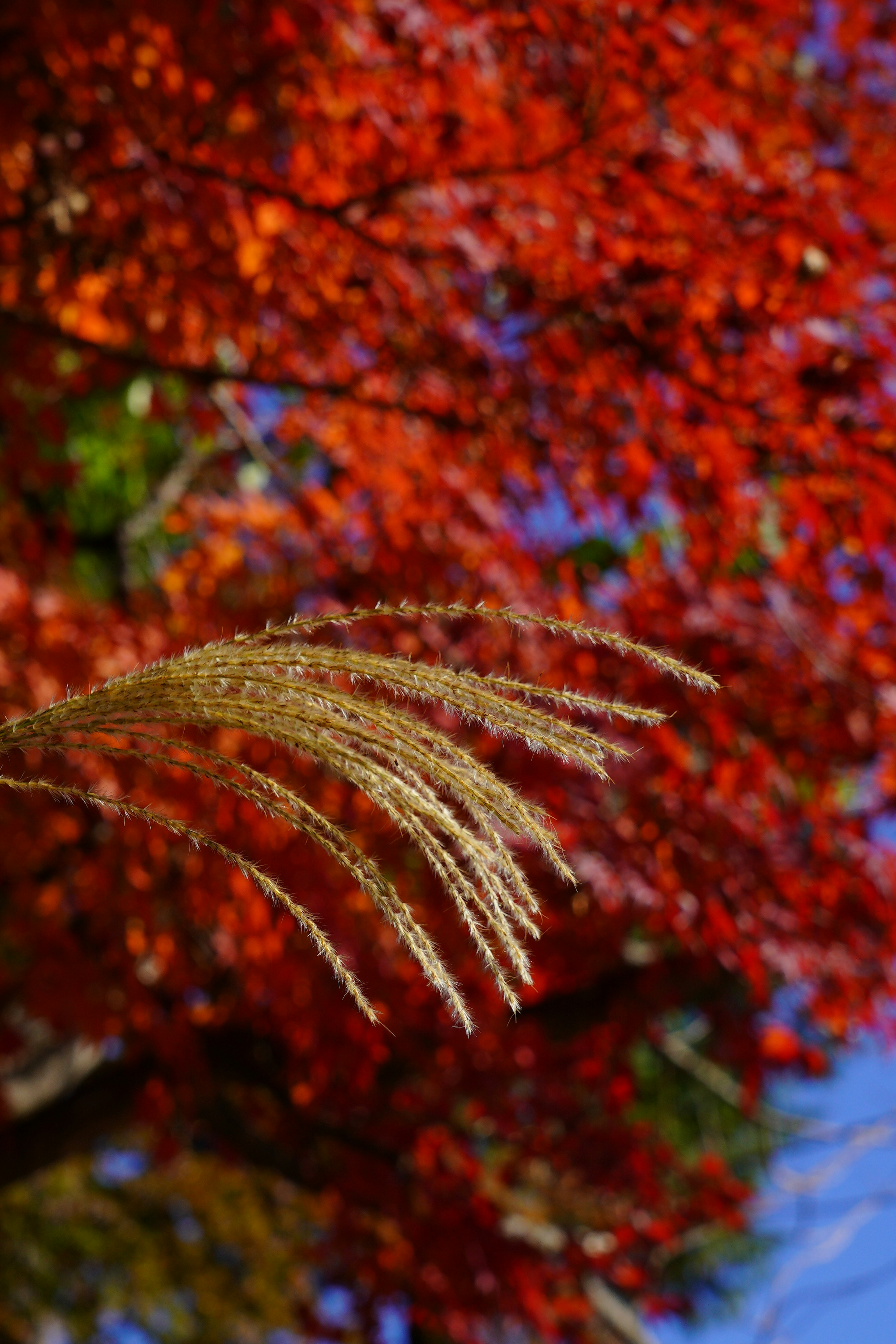 Hierba dorada frente a un fondo de hojas de otoño rojas vibrantes