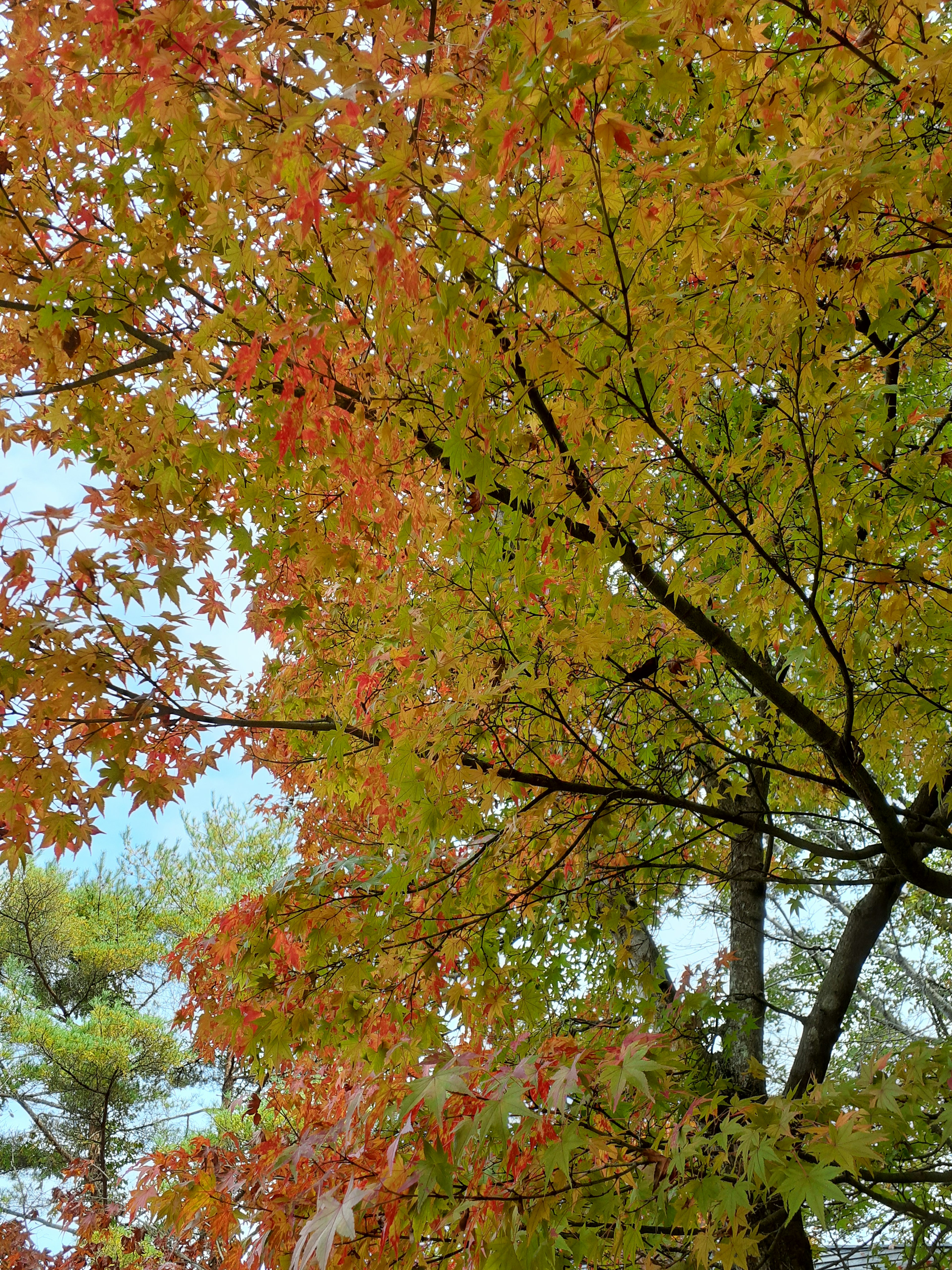 Close-up of tree branches with autumn foliage in vibrant colors