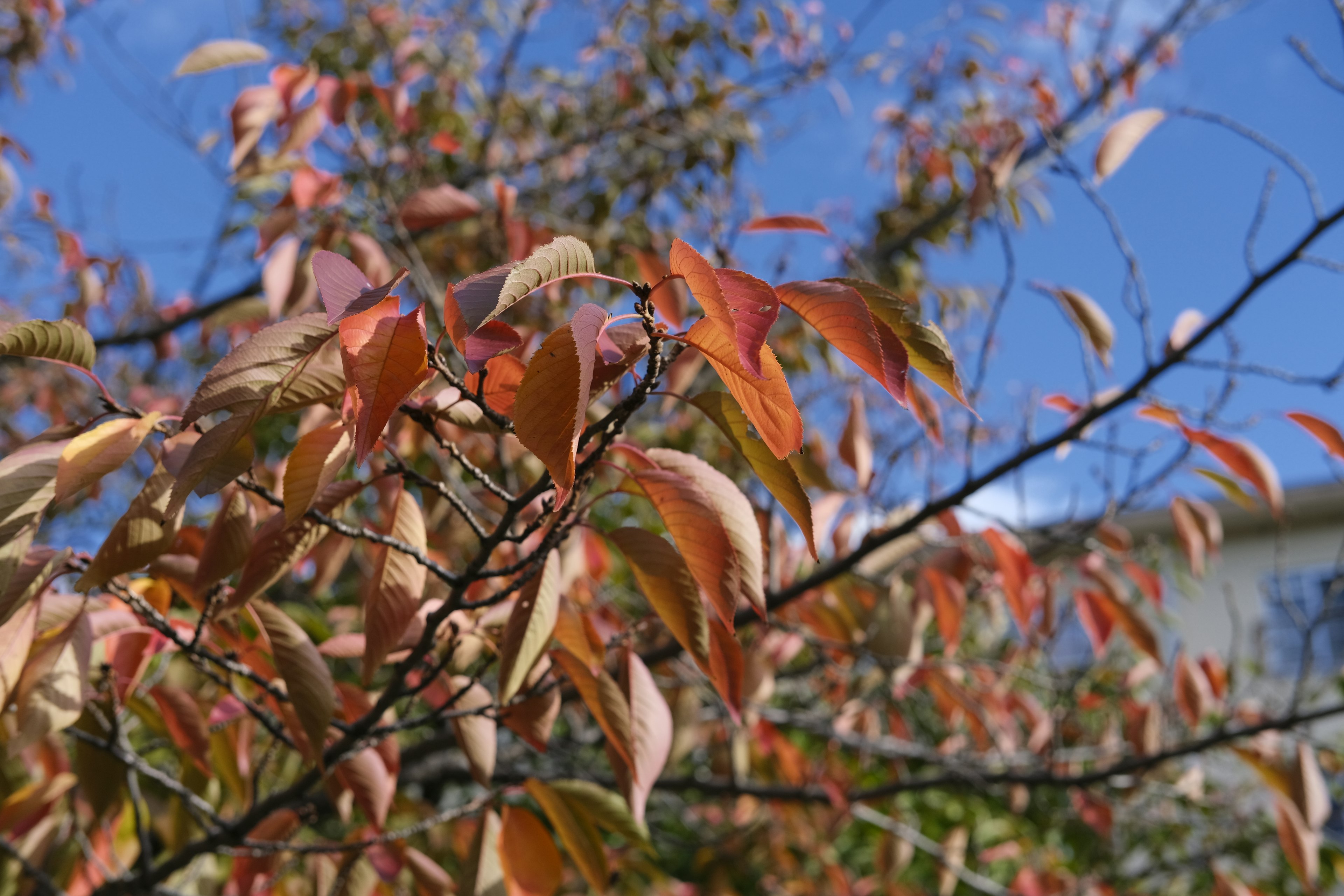 Äste mit orangen Blättern unter einem blauen Himmel