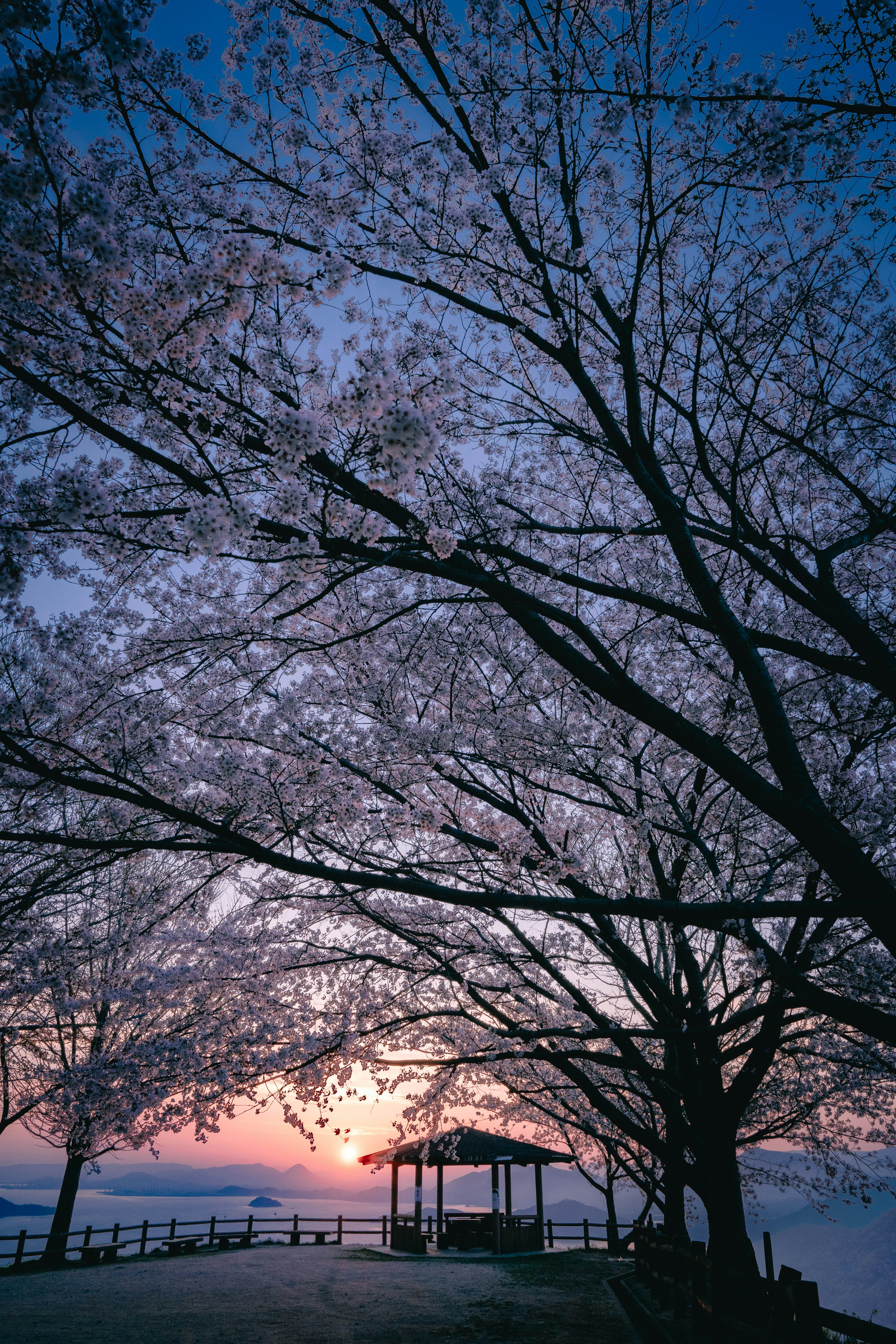 Paysage avec des cerisiers illuminés par le coucher de soleil