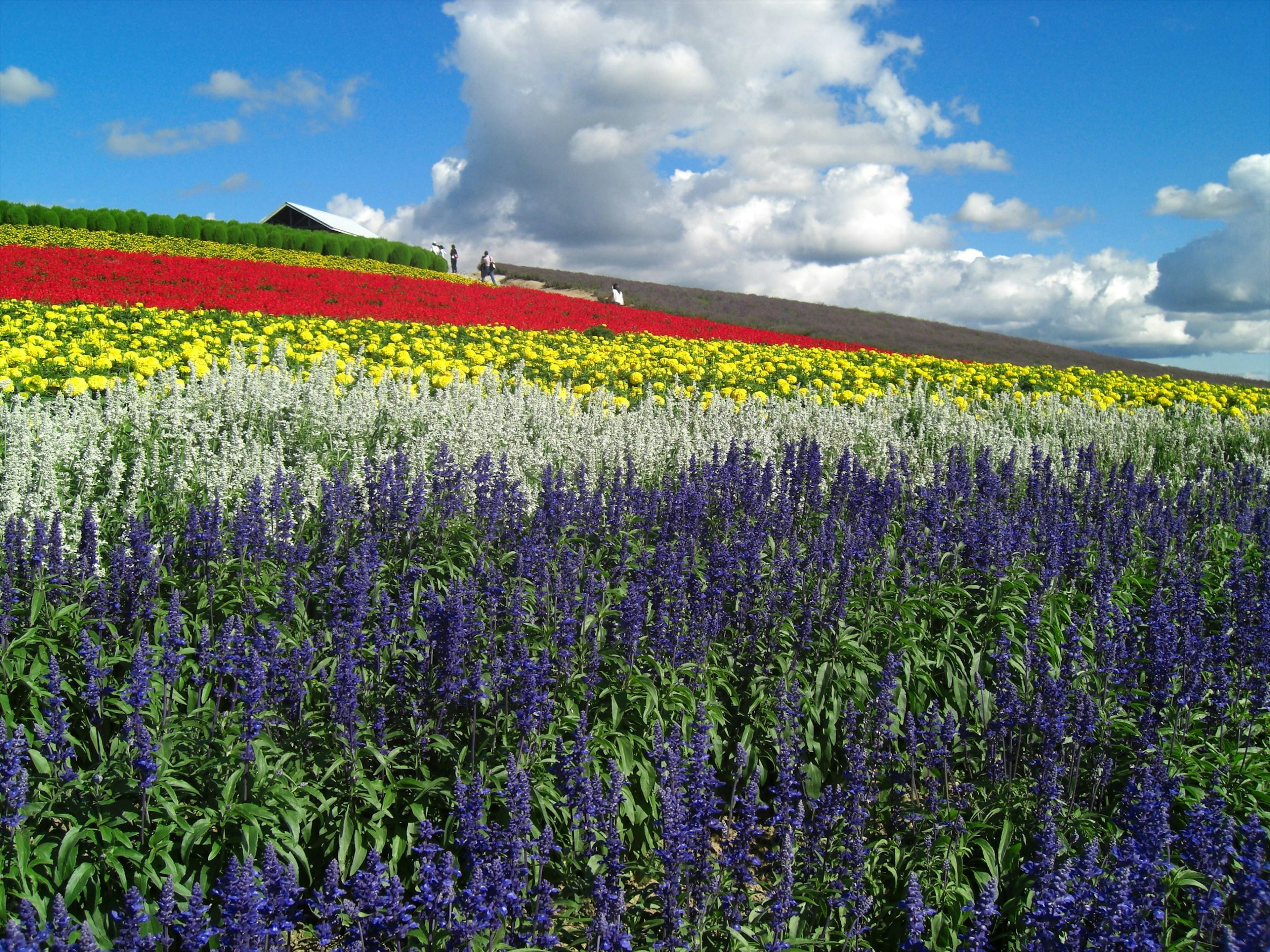 Un campo de flores vibrantes con flores coloridas bajo un cielo azul y nubes blancas