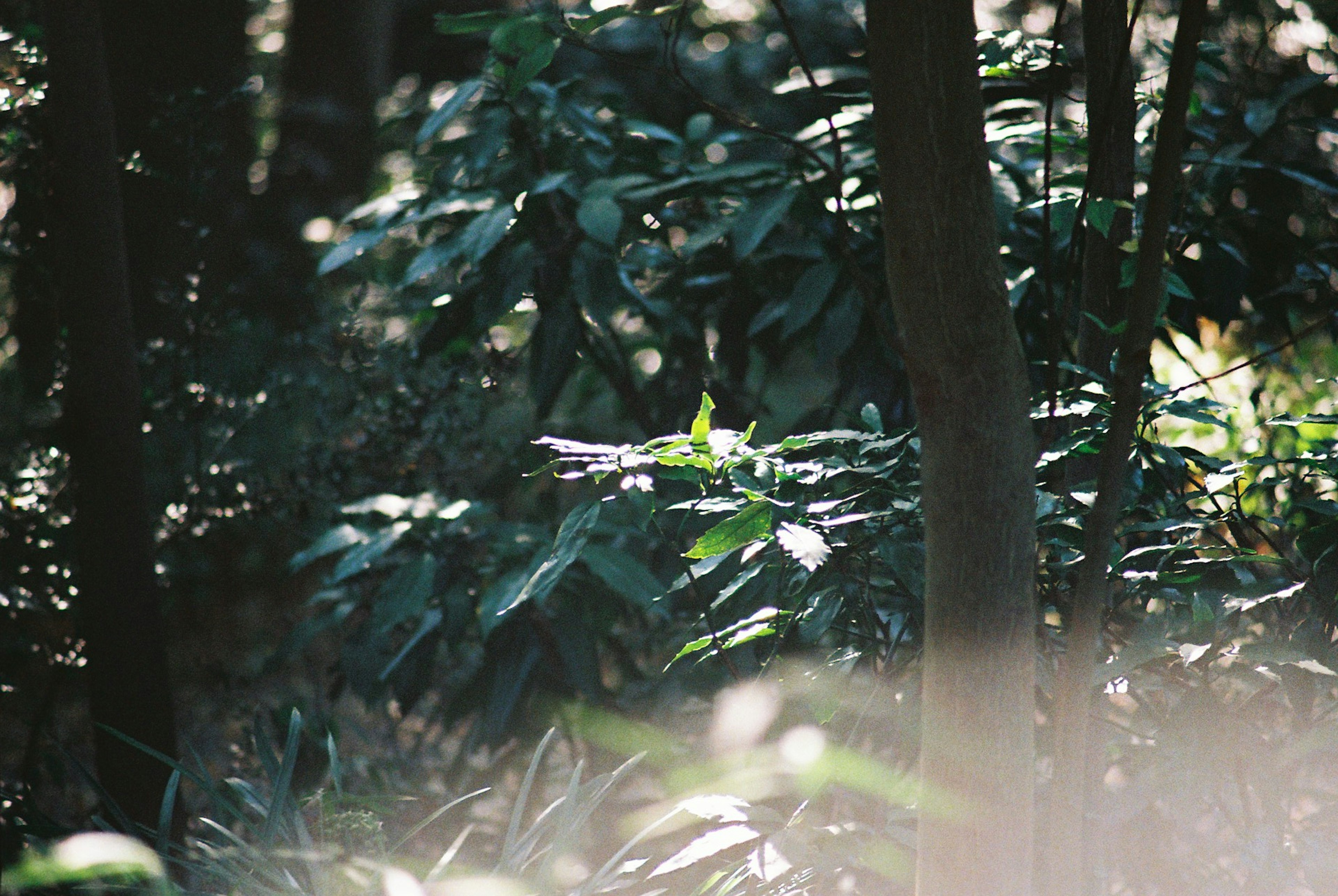 Lush green leaves and trees in a forest setting