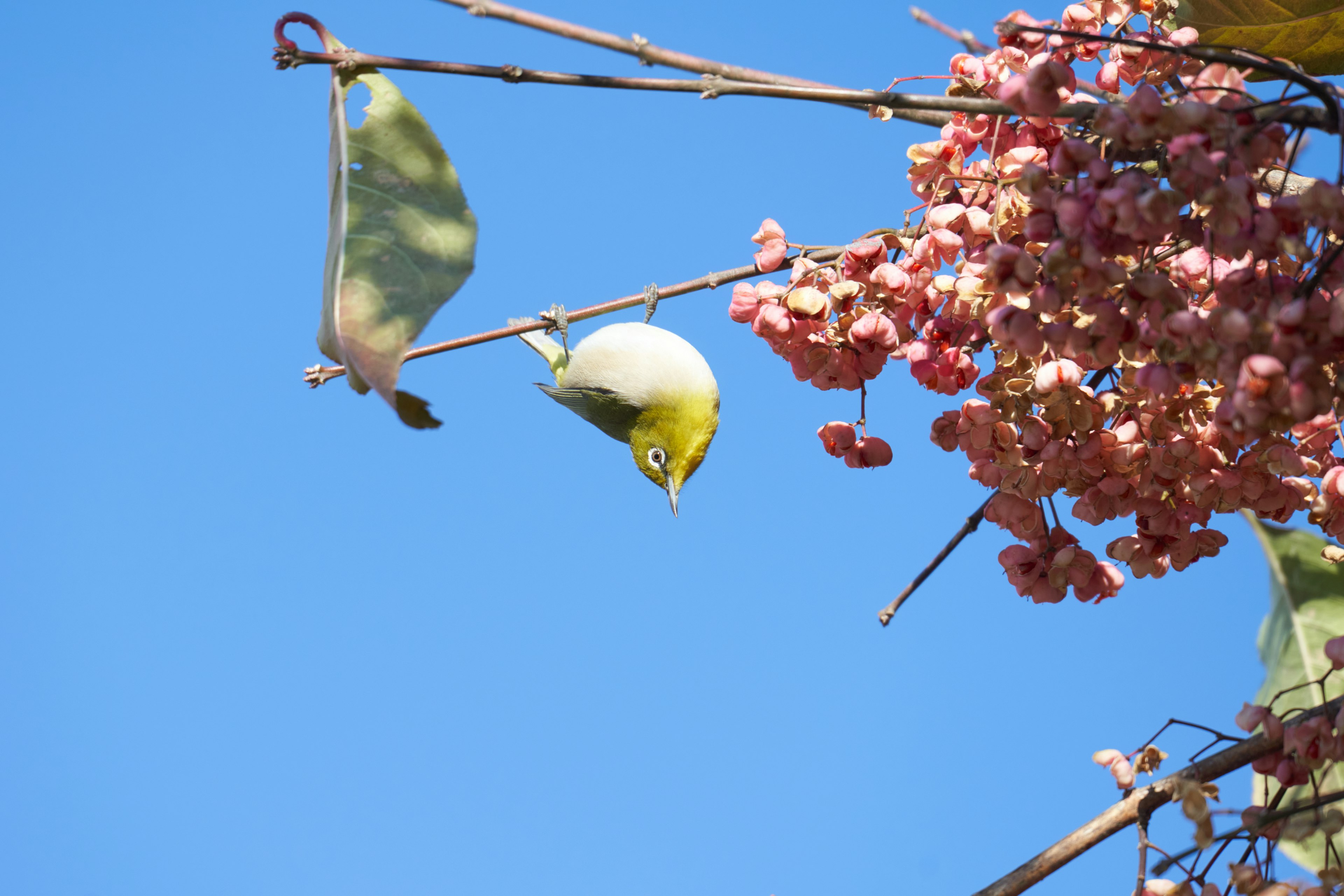 A small bird hanging upside down on a branch with pink flowers against a blue sky