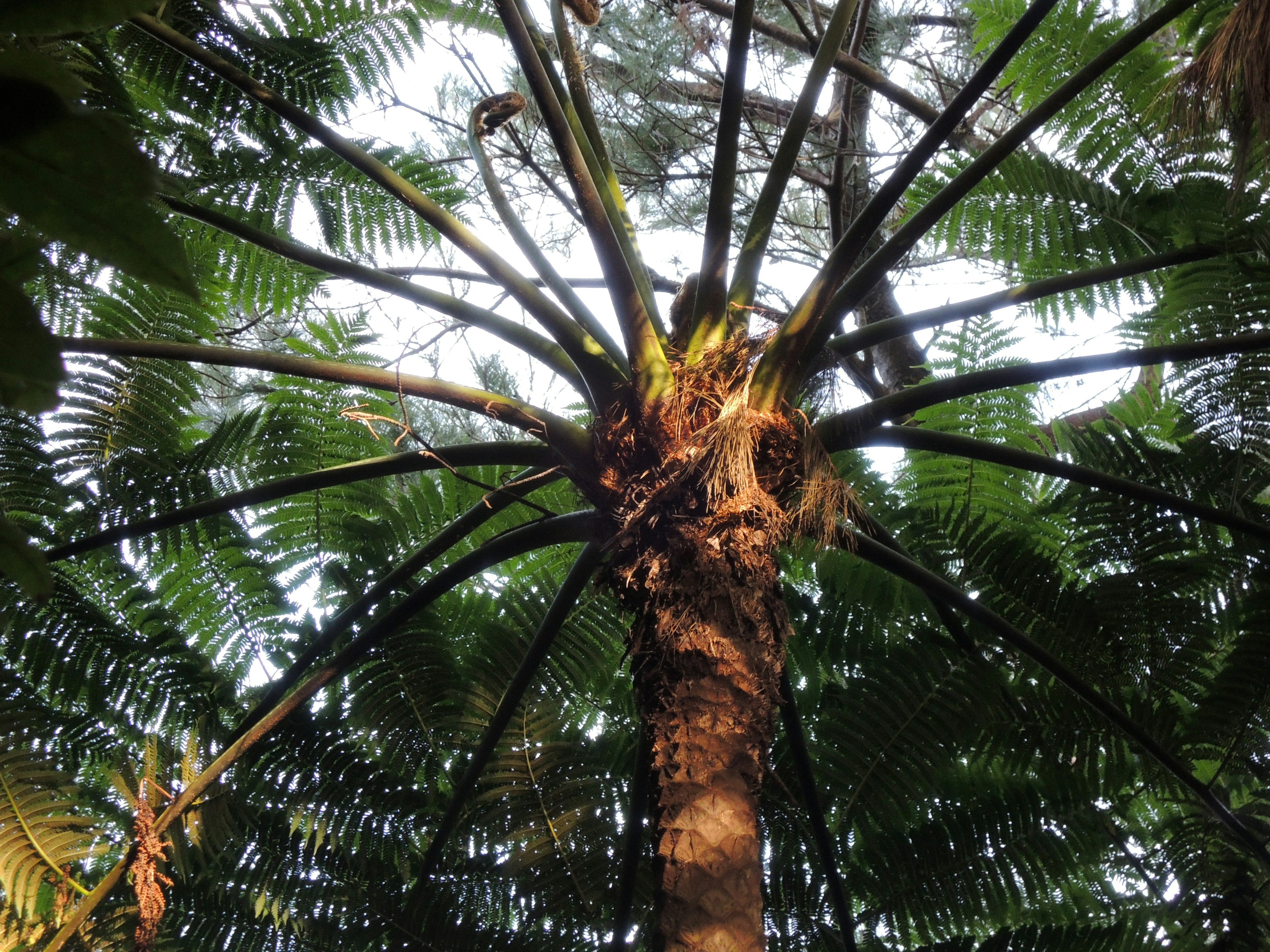 View from below of a tropical tree with broad fronds