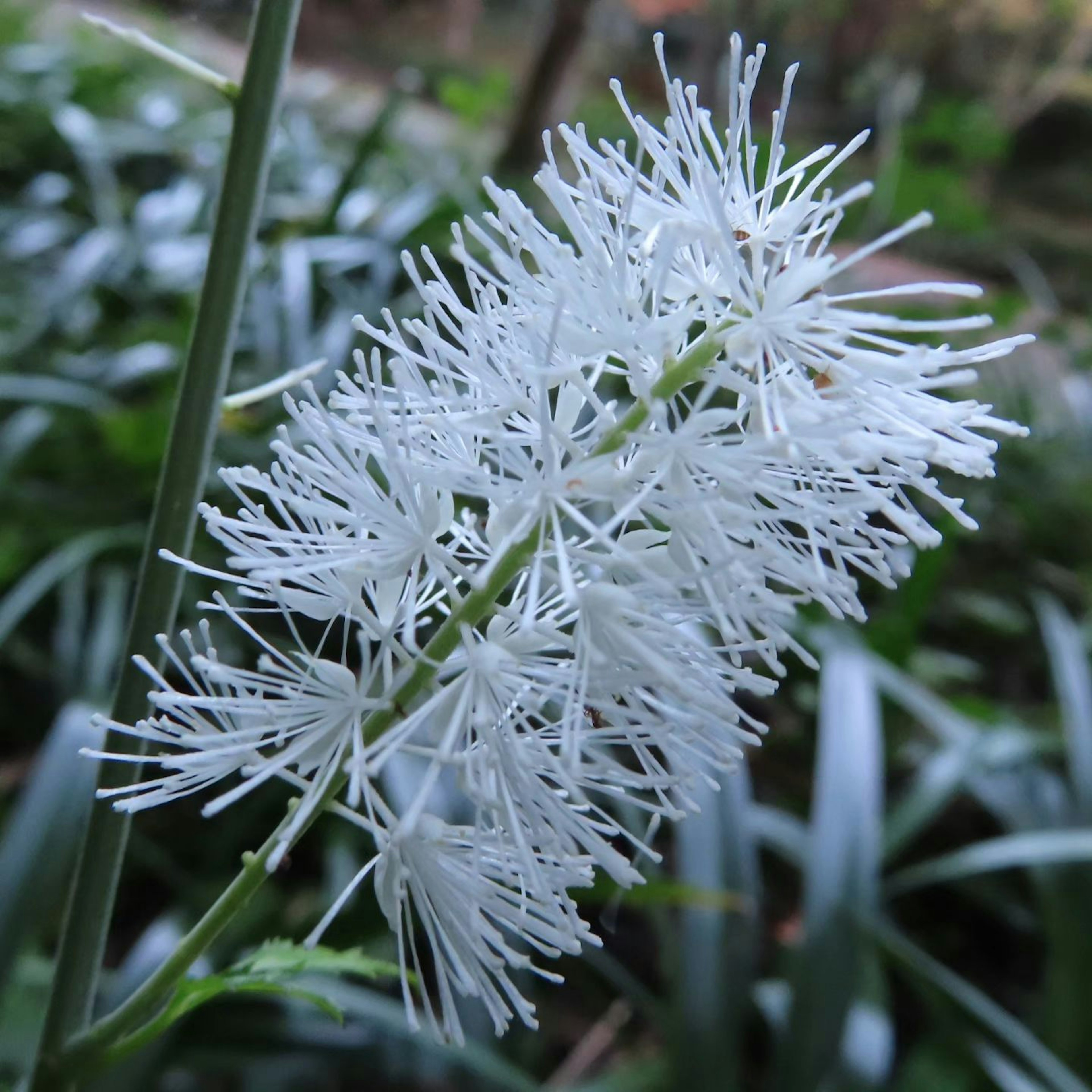 Fleur blanche avec des pétales frangés délicats sur un fond vert