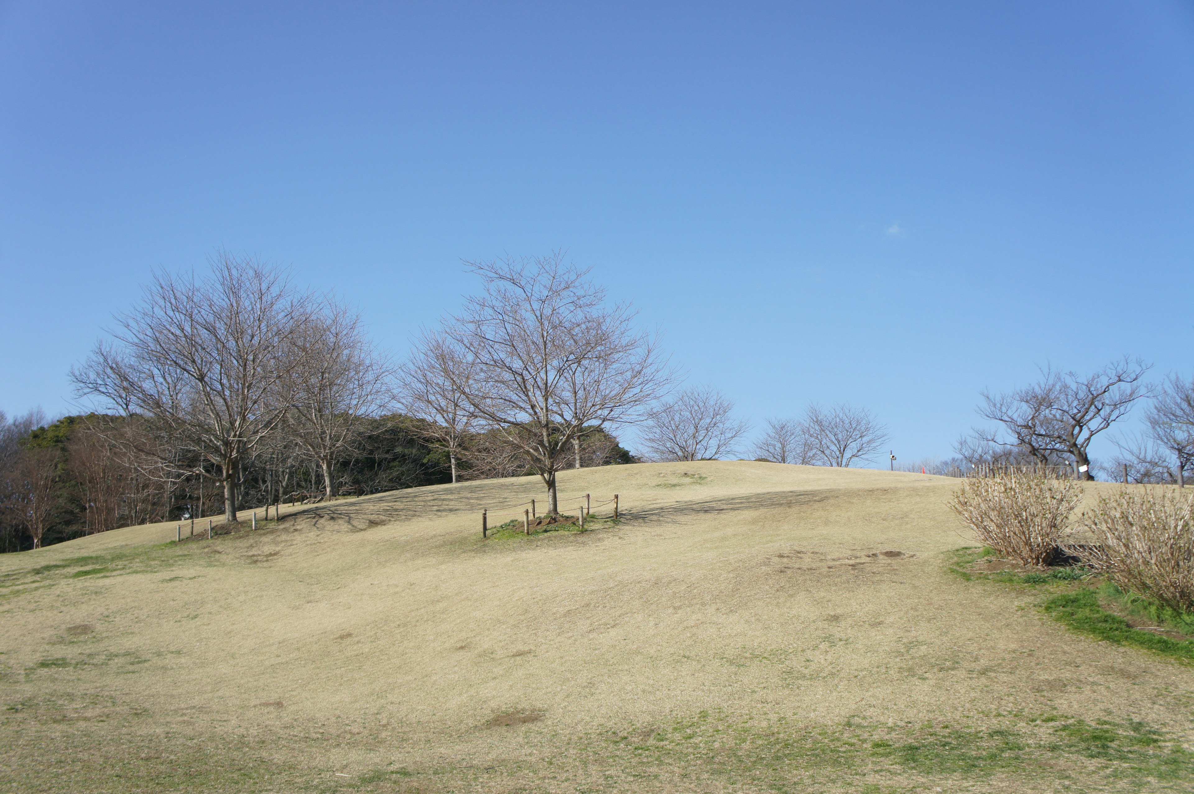 A grassy hill with bare trees under a clear blue sky