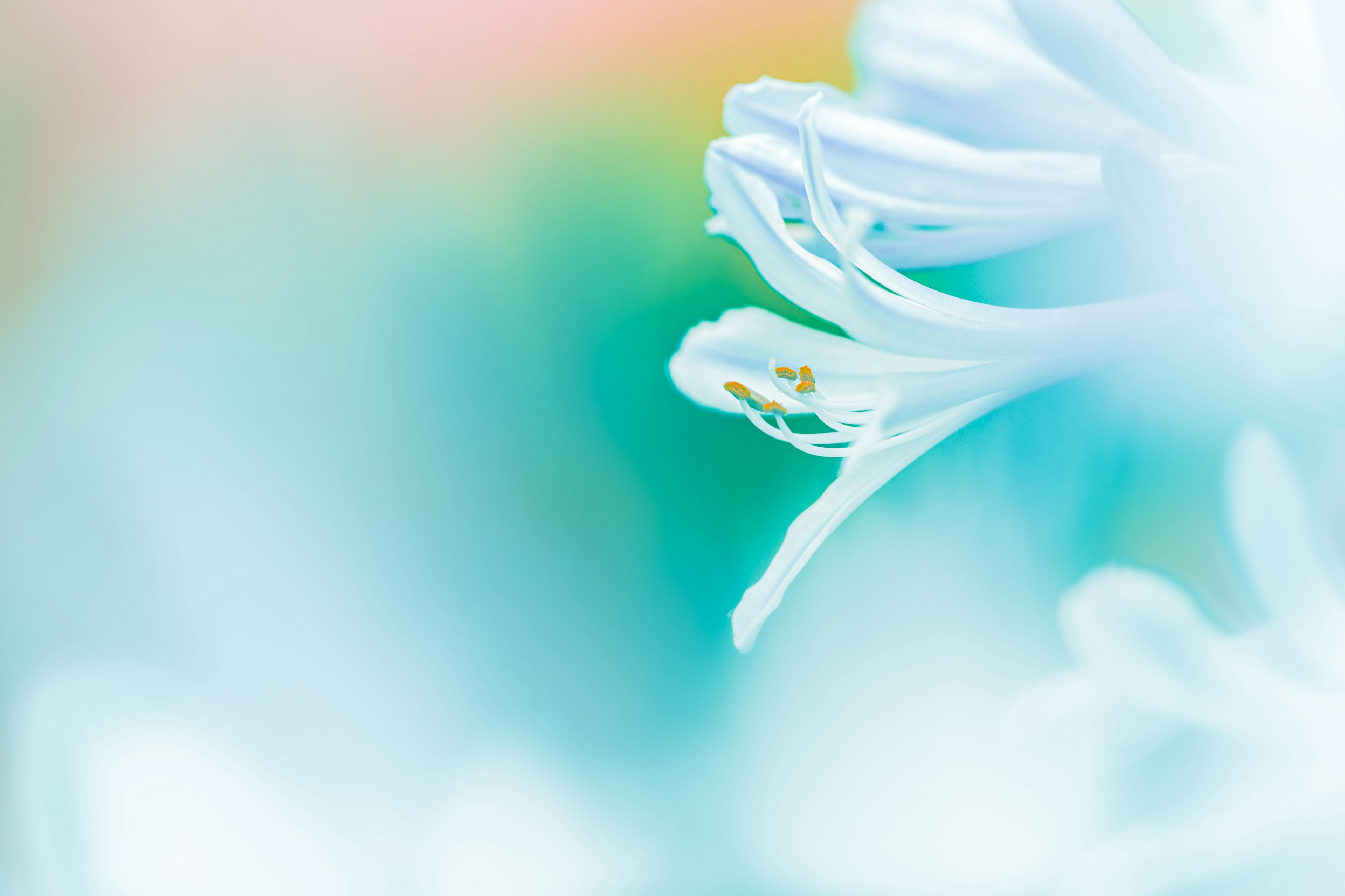 Close-up of a delicate flower with soft pastel colors in the background