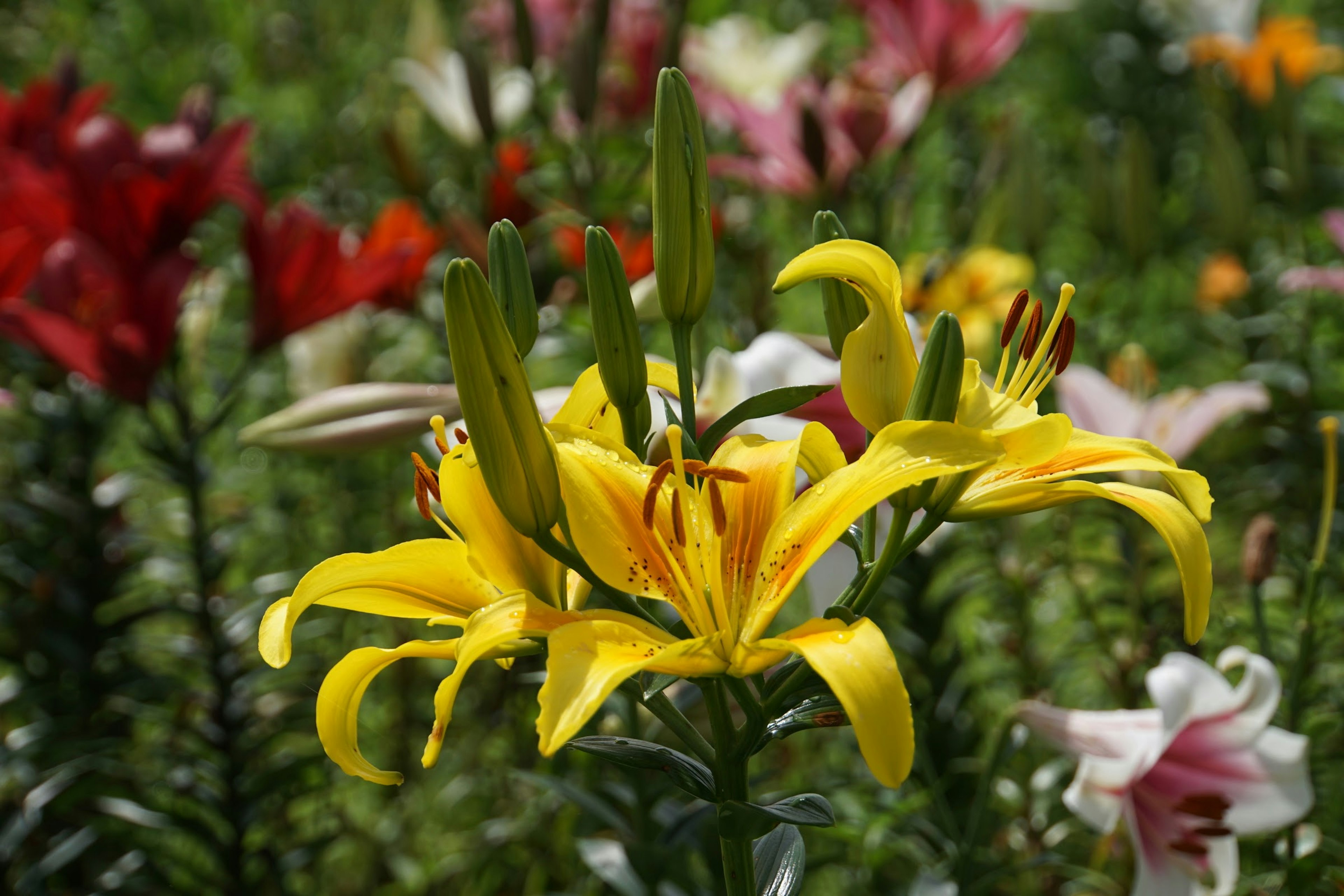 Bunga lily kuning cerah di taman berbunga dengan berbagai warna