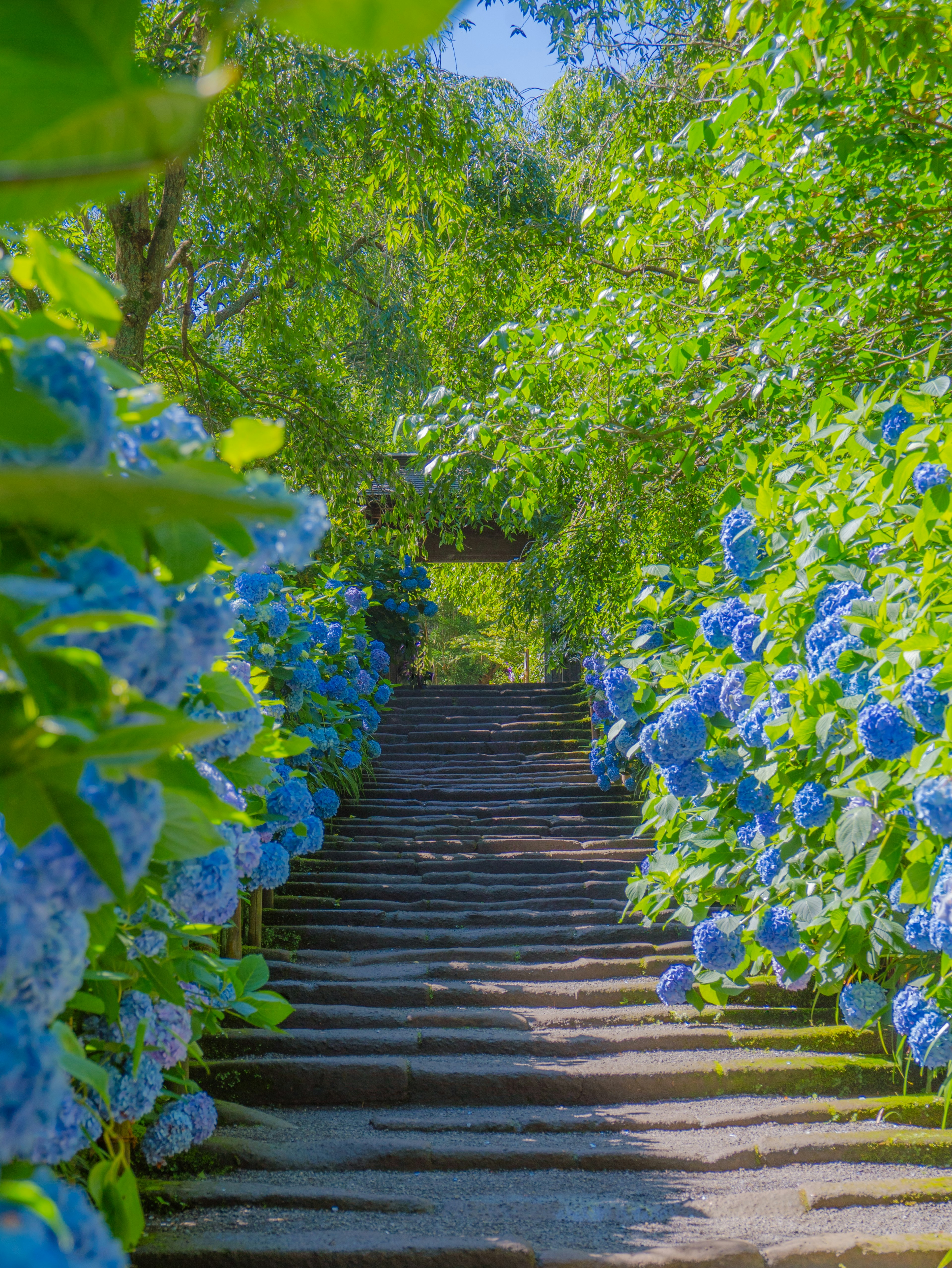 บันไดหินที่มีดอกไฮเดรนเยียสีน้ำเงินล้อมรอบในสวนที่เขียวขจี