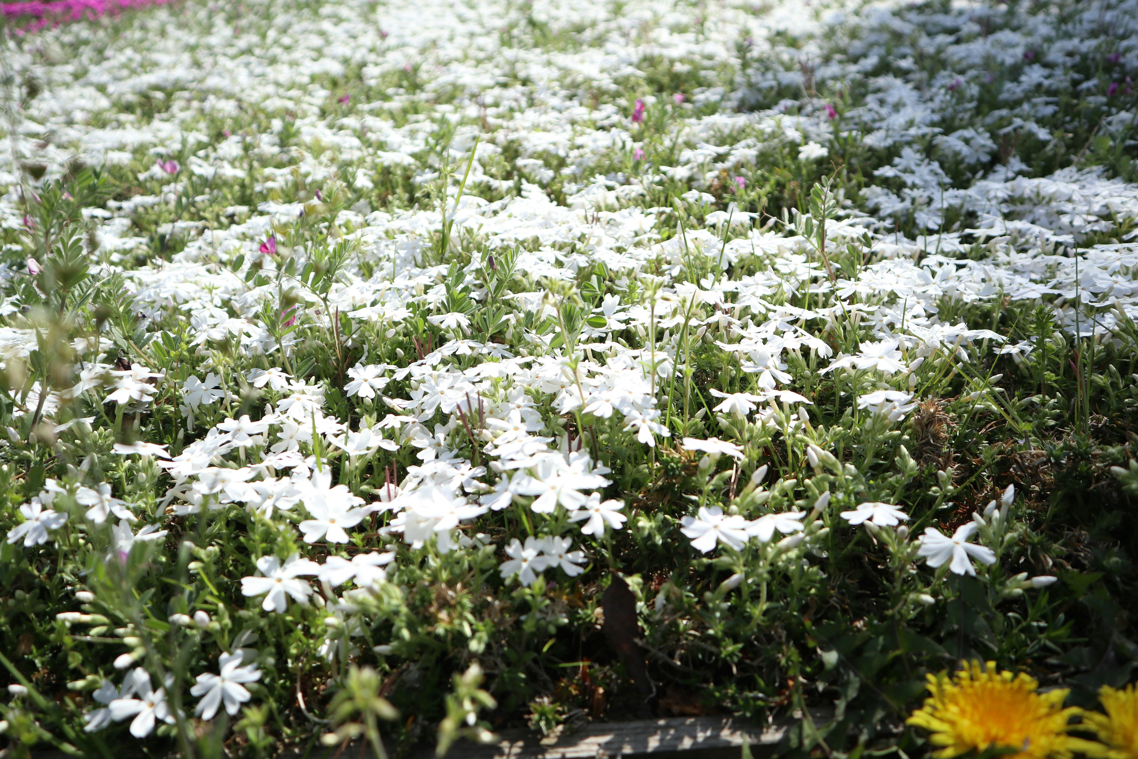 Close-up area rumput dengan bunga putih yang mekar