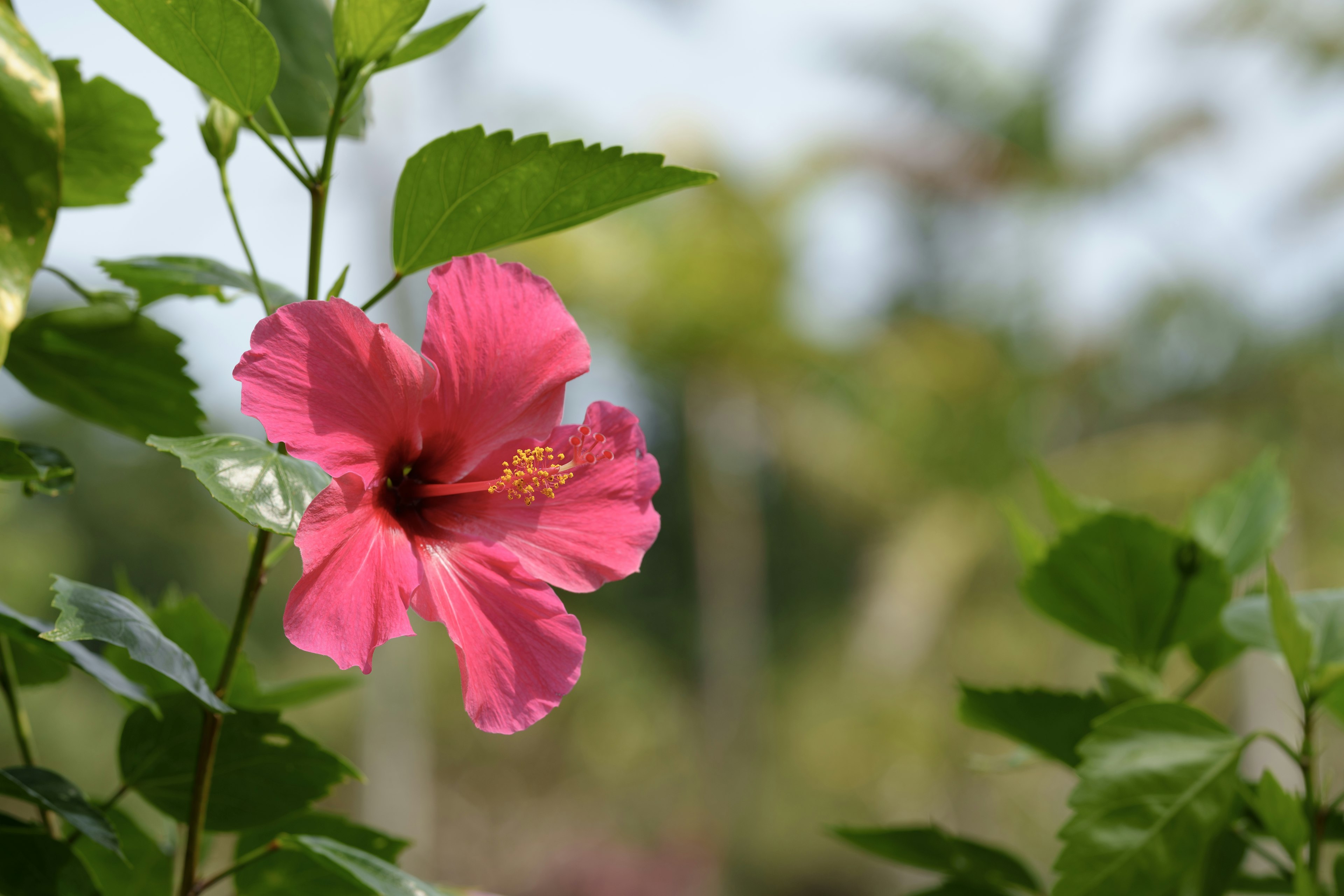 Flor de hibisco rosa vibrante rodeada de hojas verdes