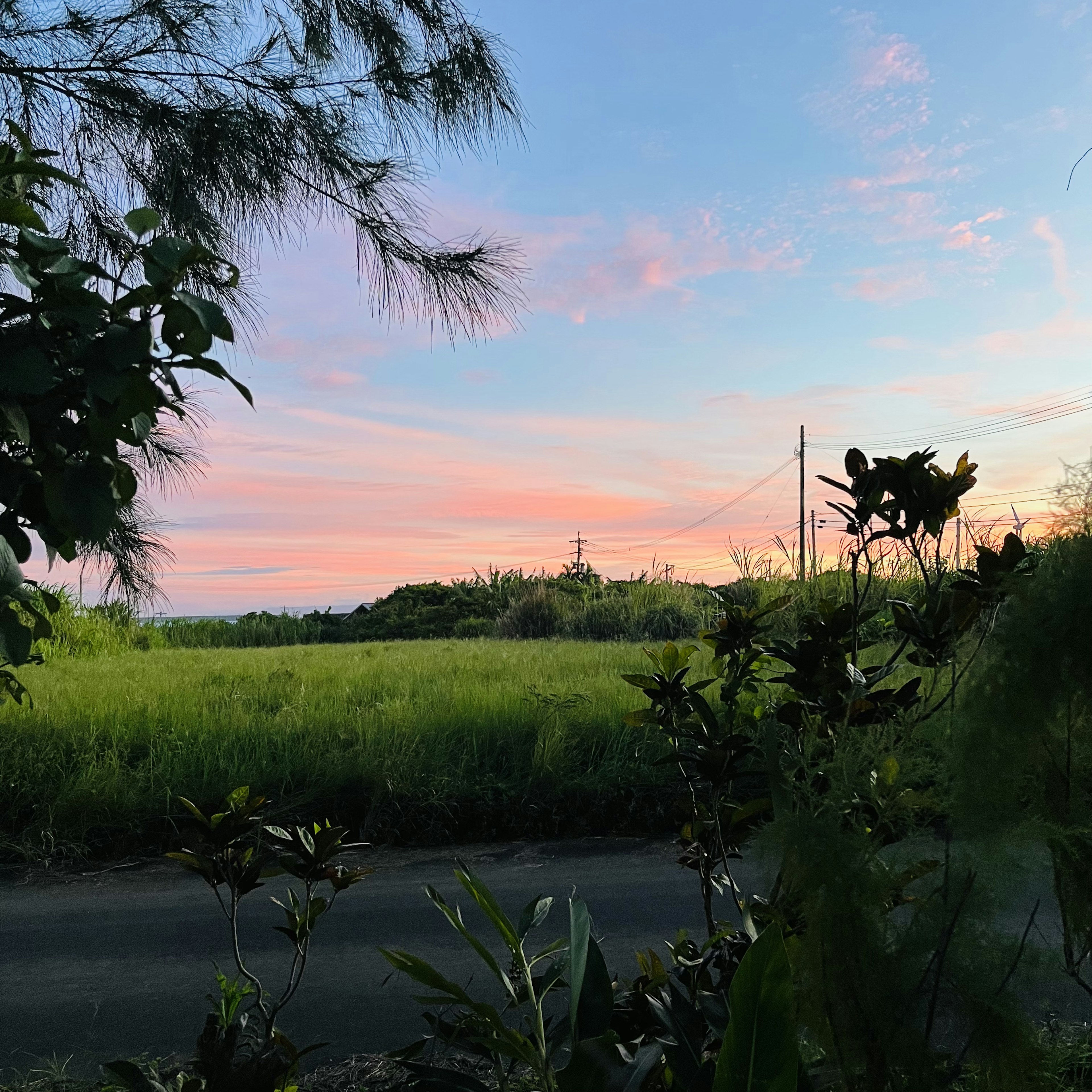 青い空とピンクの雲が広がる田園風景の画像 緑豊かな植物と道路が見える