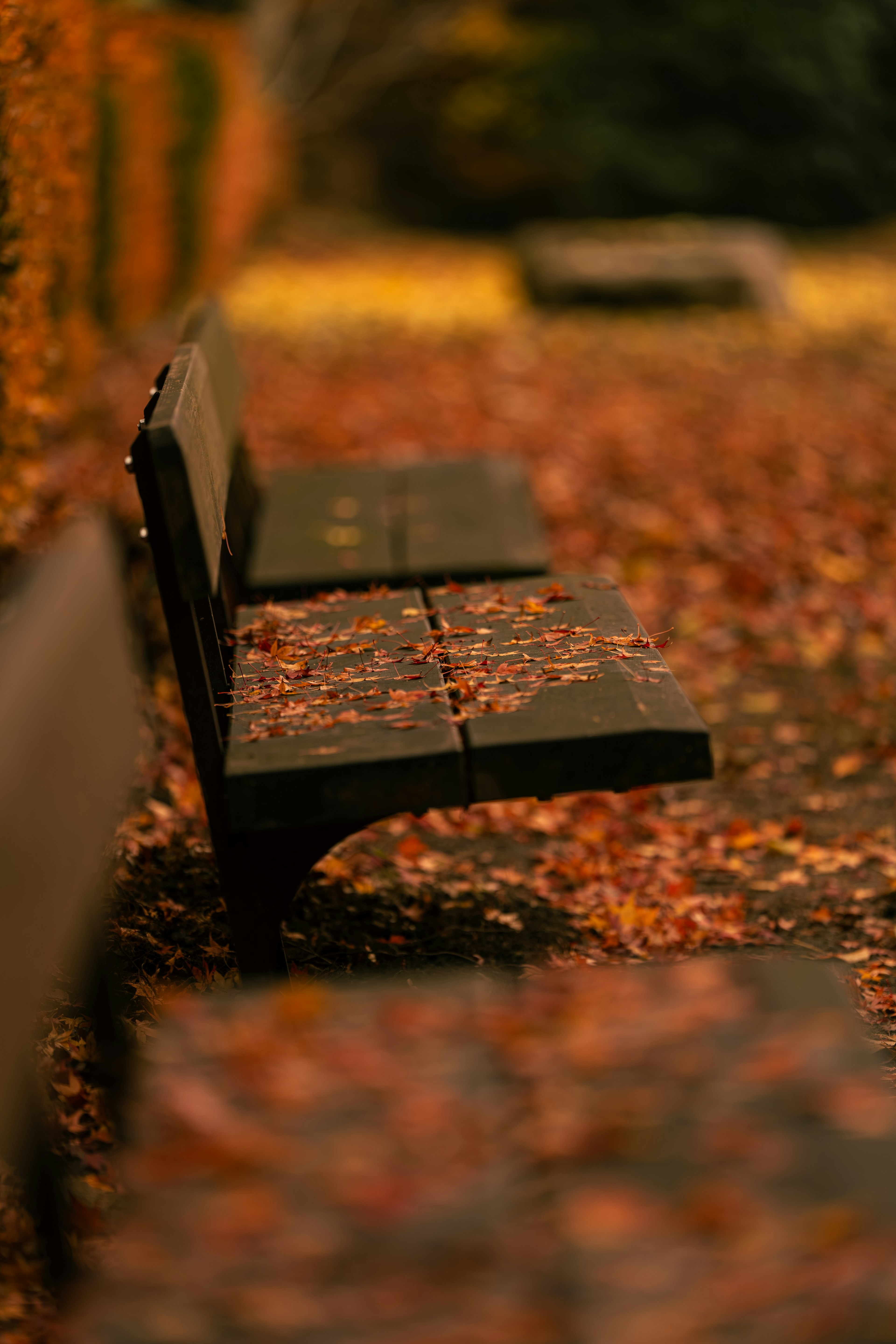 Parkbänke, die mit Herbstblättern bedeckt sind