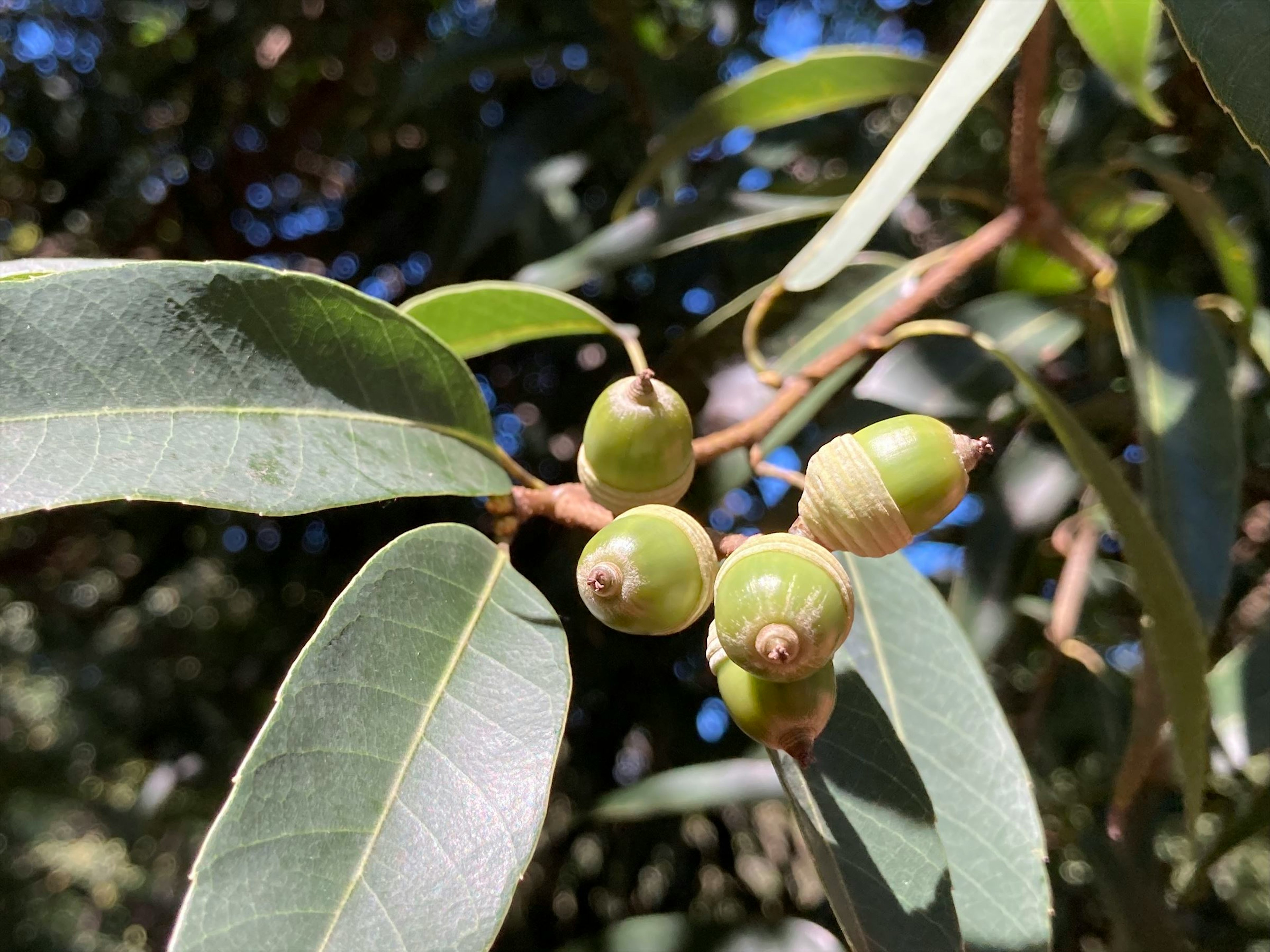 Close-up of green fruits on a tree branch among leaves