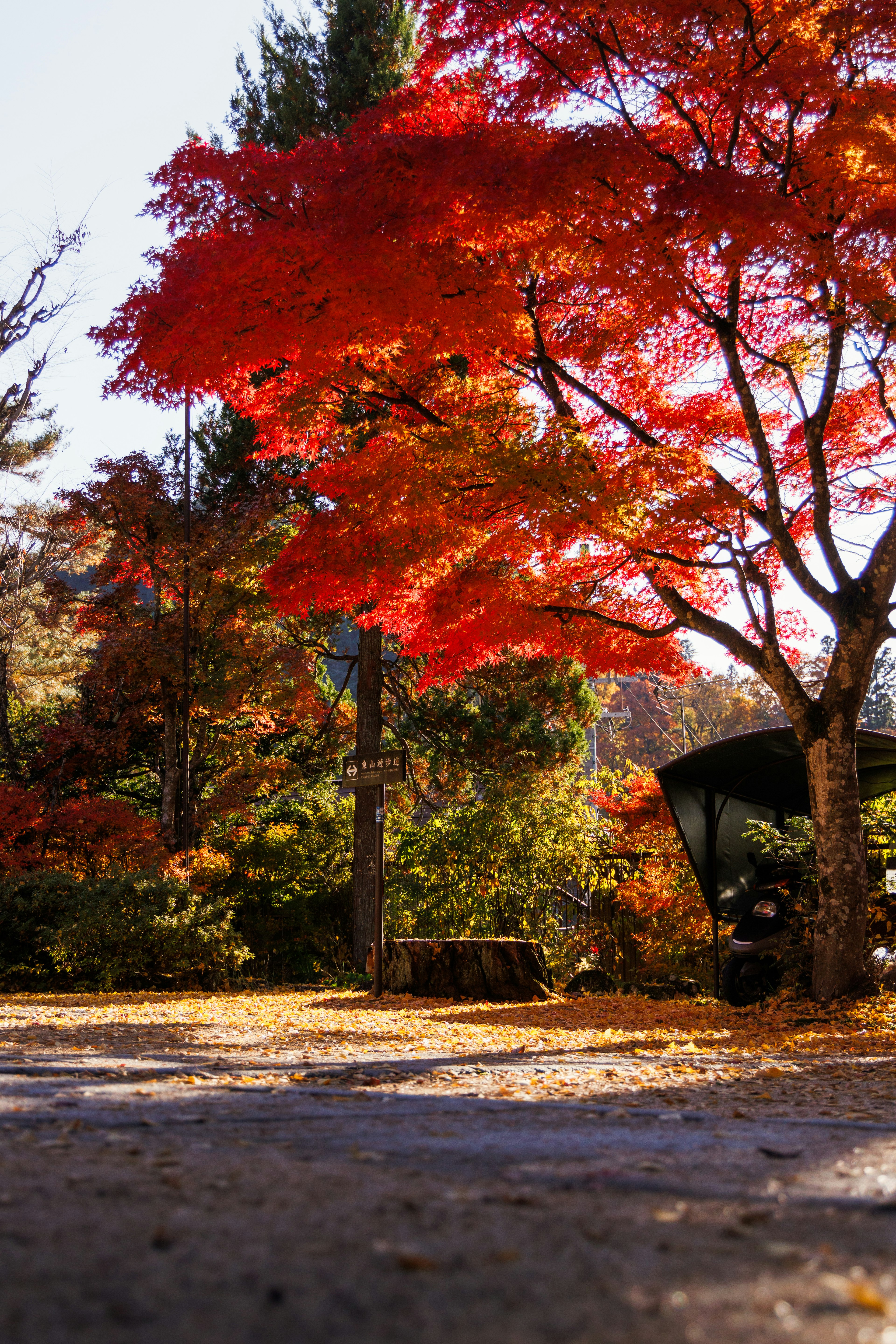 A scenic park view featuring vibrant red maple trees