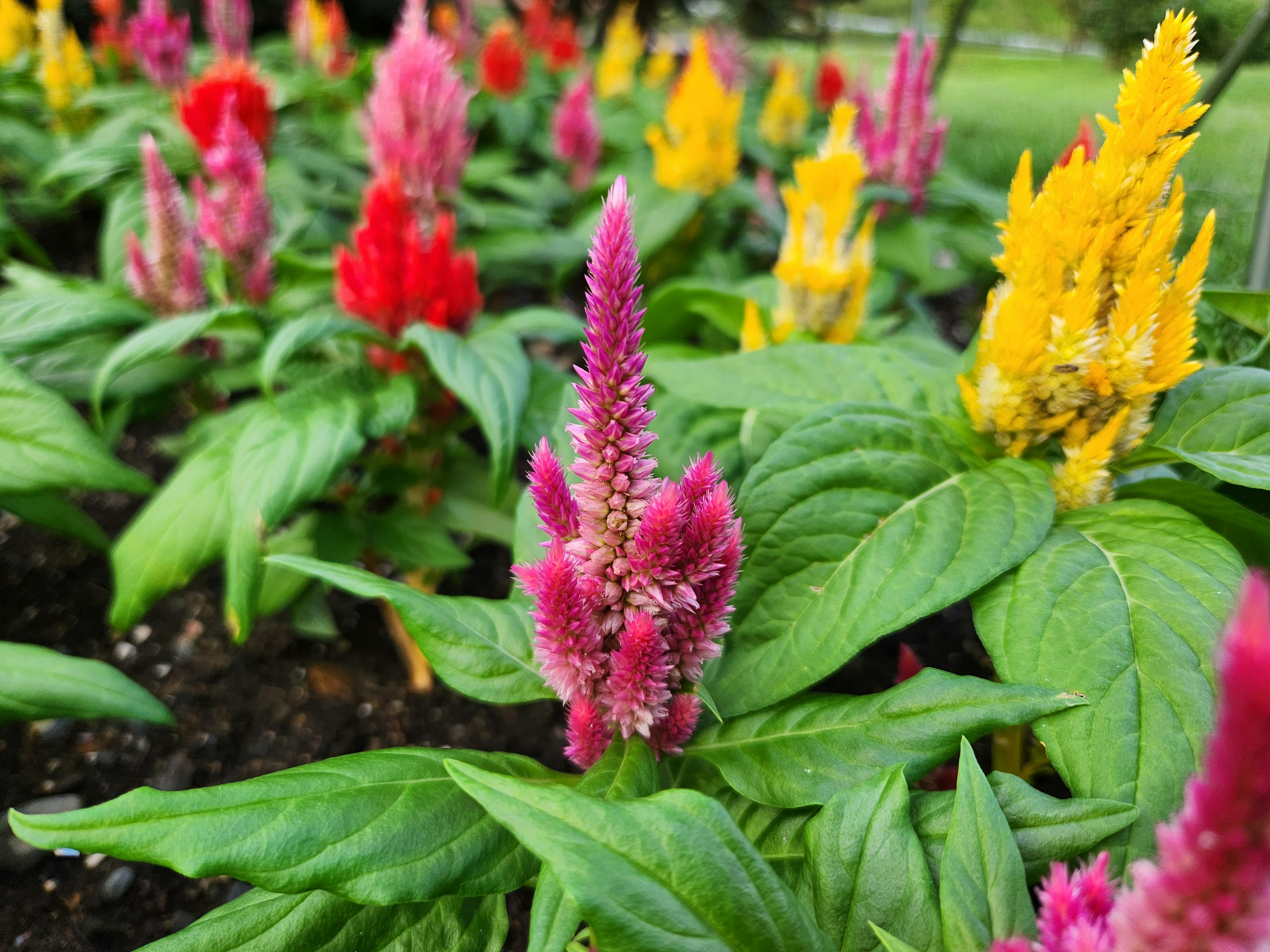 Bunte Blumen mit rosa und roten Spitzen zwischen grünen Blättern