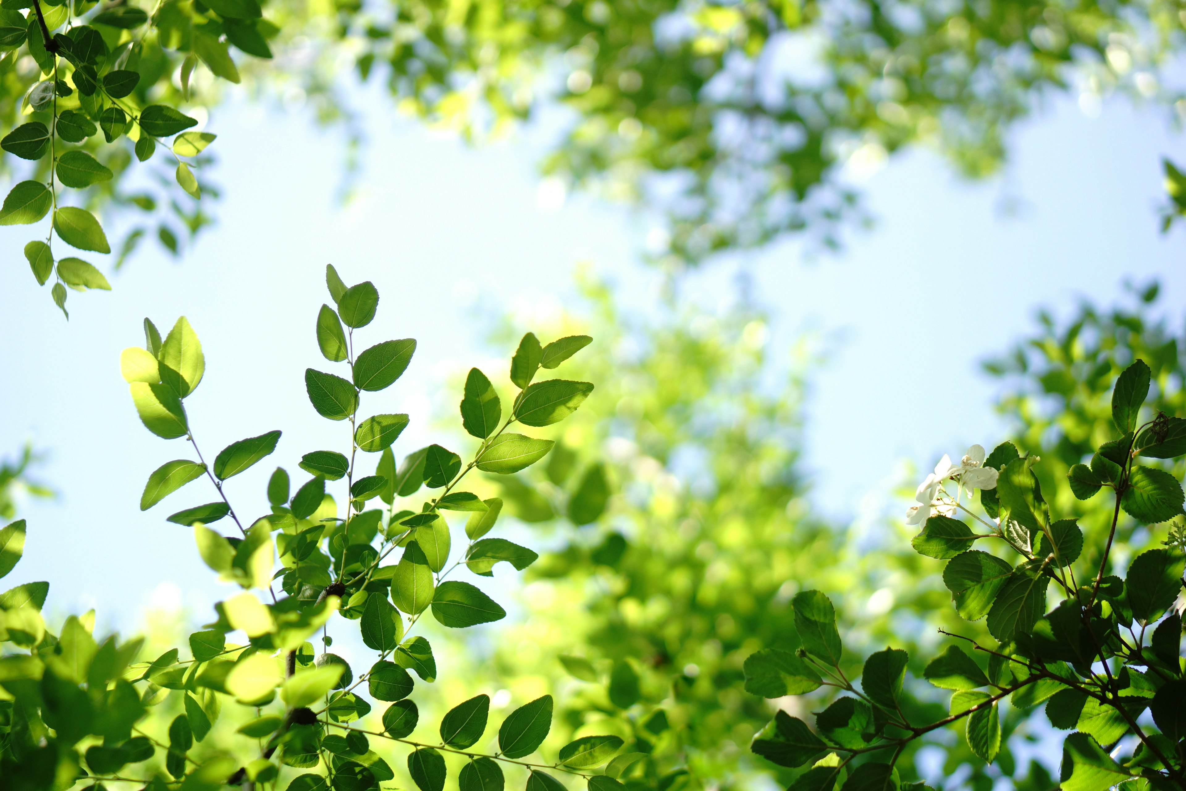 Close-up of green leaves against a blue sky