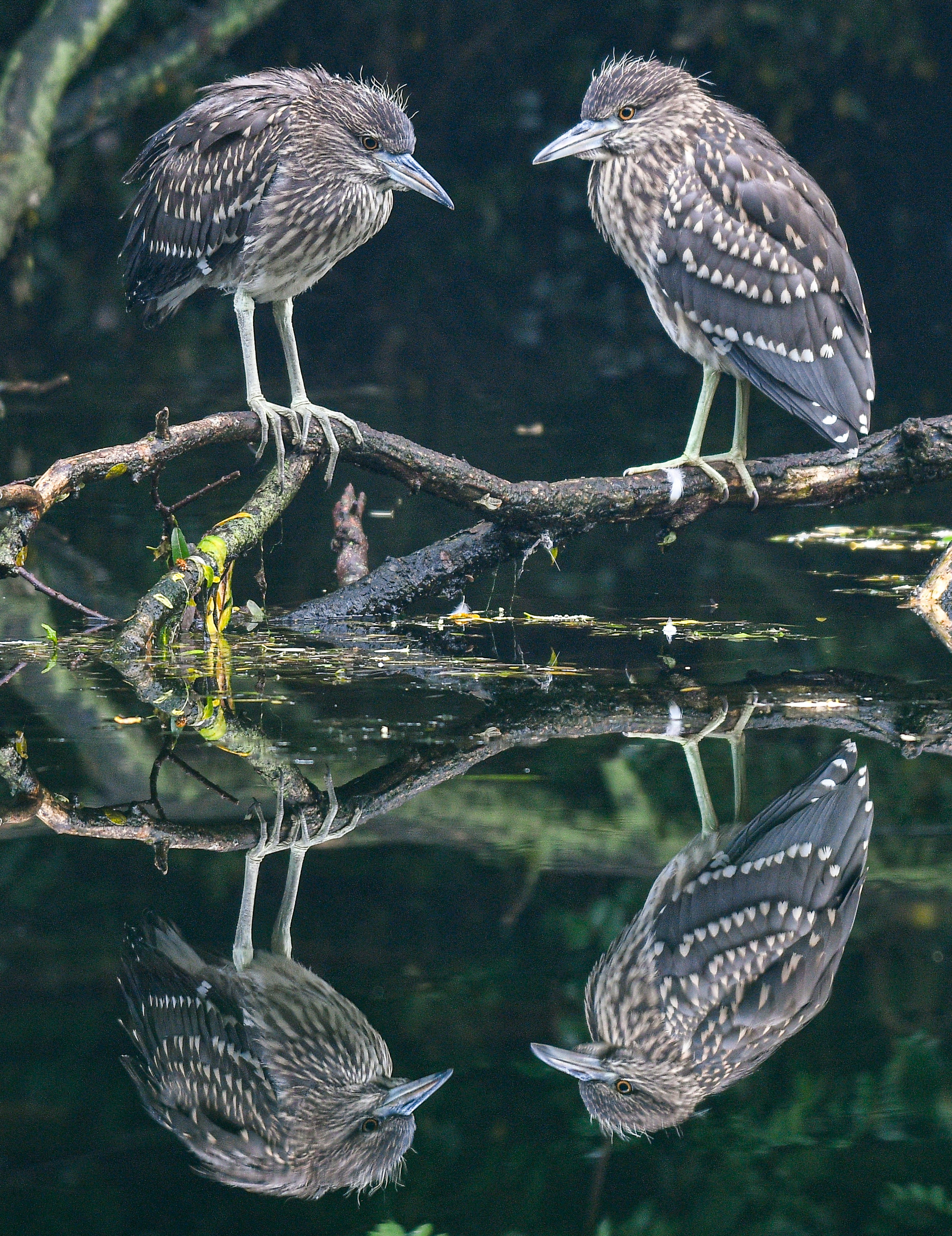 二羽の鳥が水面に映る姿を見つめる様子