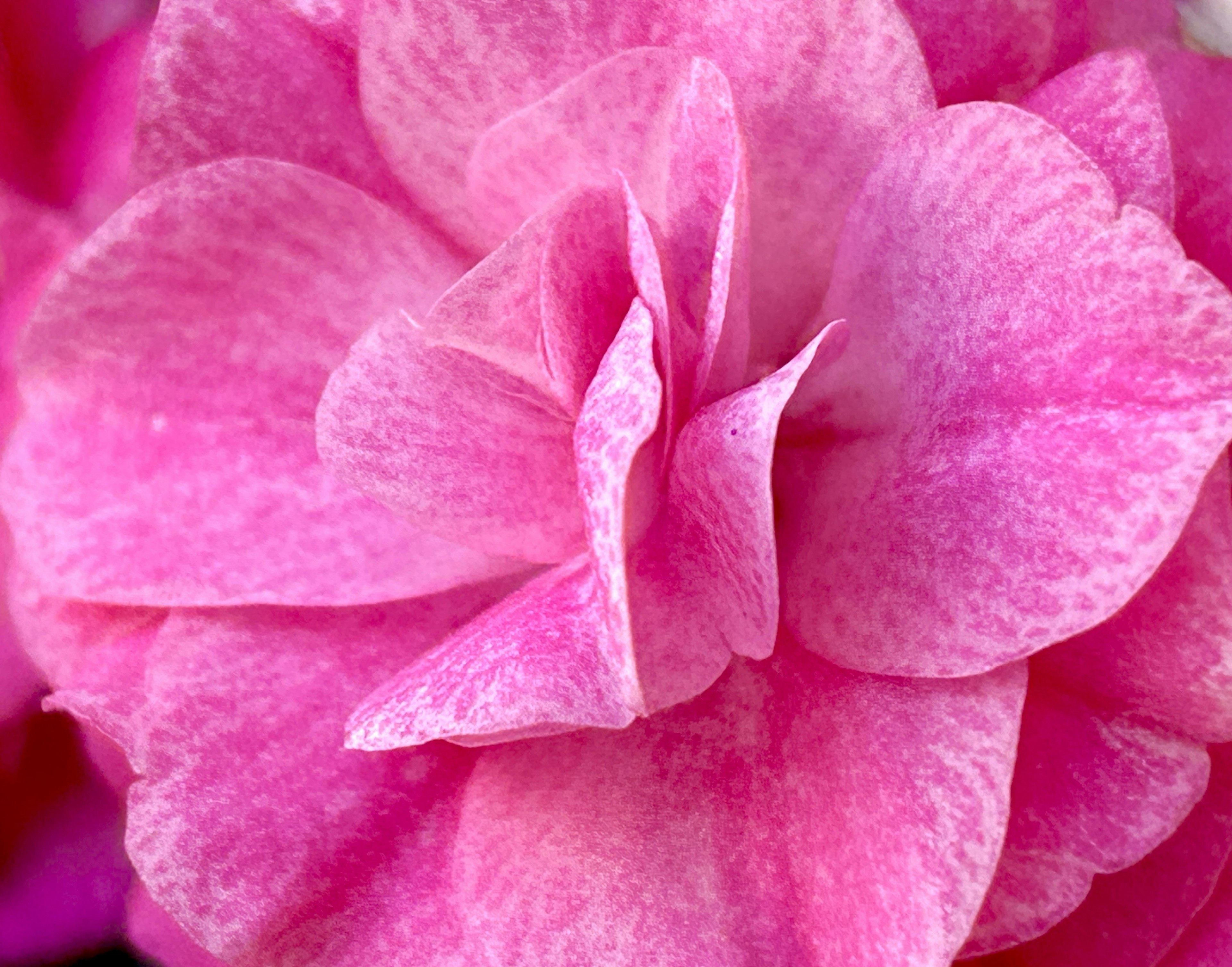 Nahaufnahme einer lebhaften rosa Blume mit überlappenden Blütenblättern