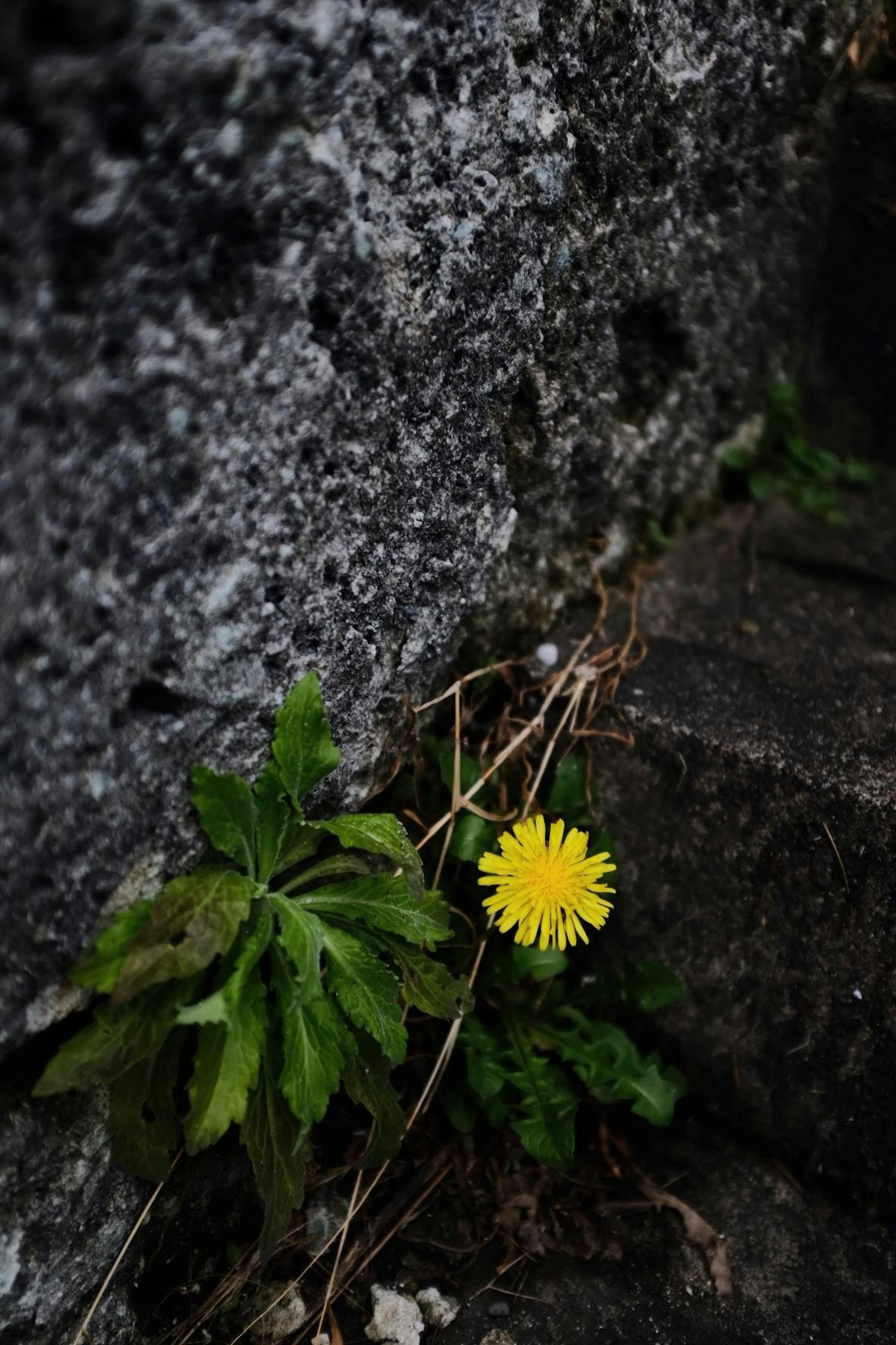 Dandelion kuning mekar di antara batu abu-abu dengan daun hijau