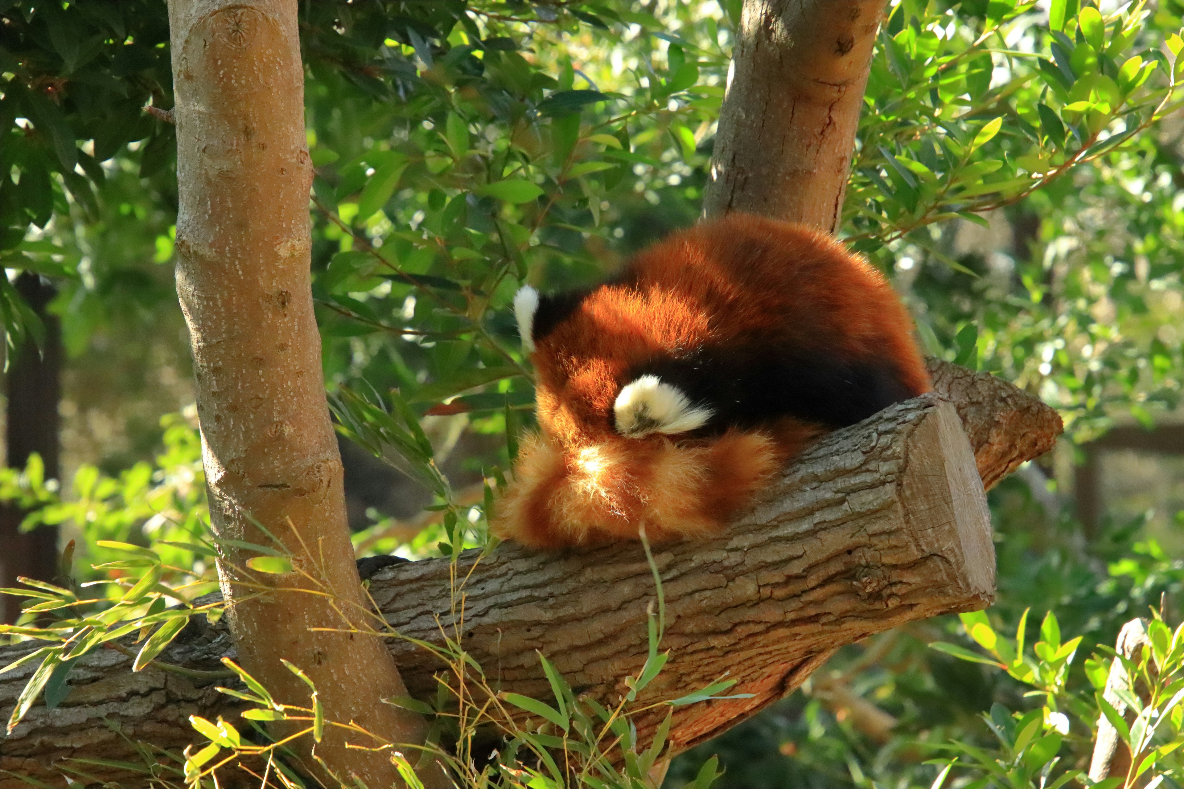 Panda merah beristirahat di cabang pohon