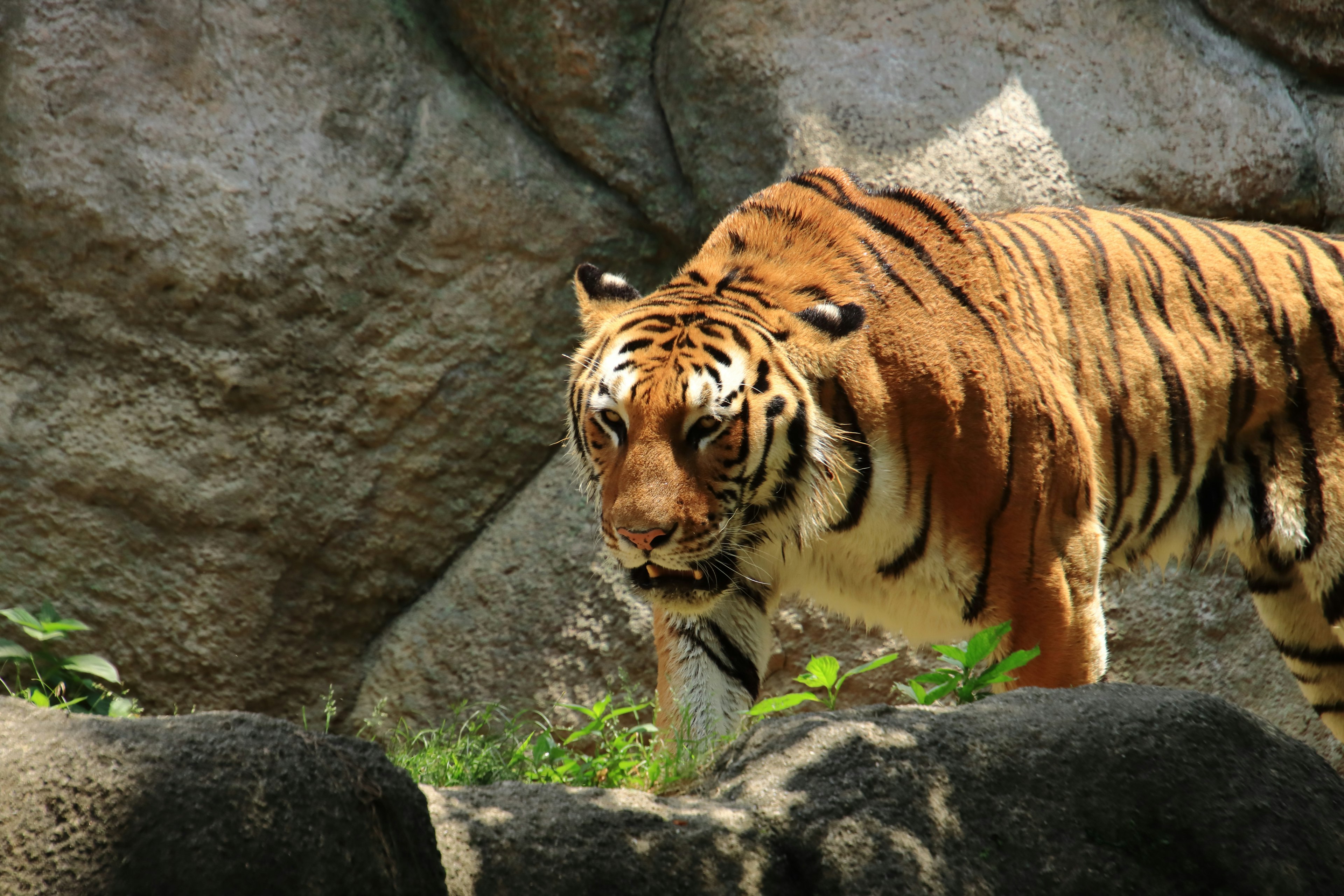 Ein Tiger mit orangefarbenen Streifen, der in der Nähe von Felsen geht