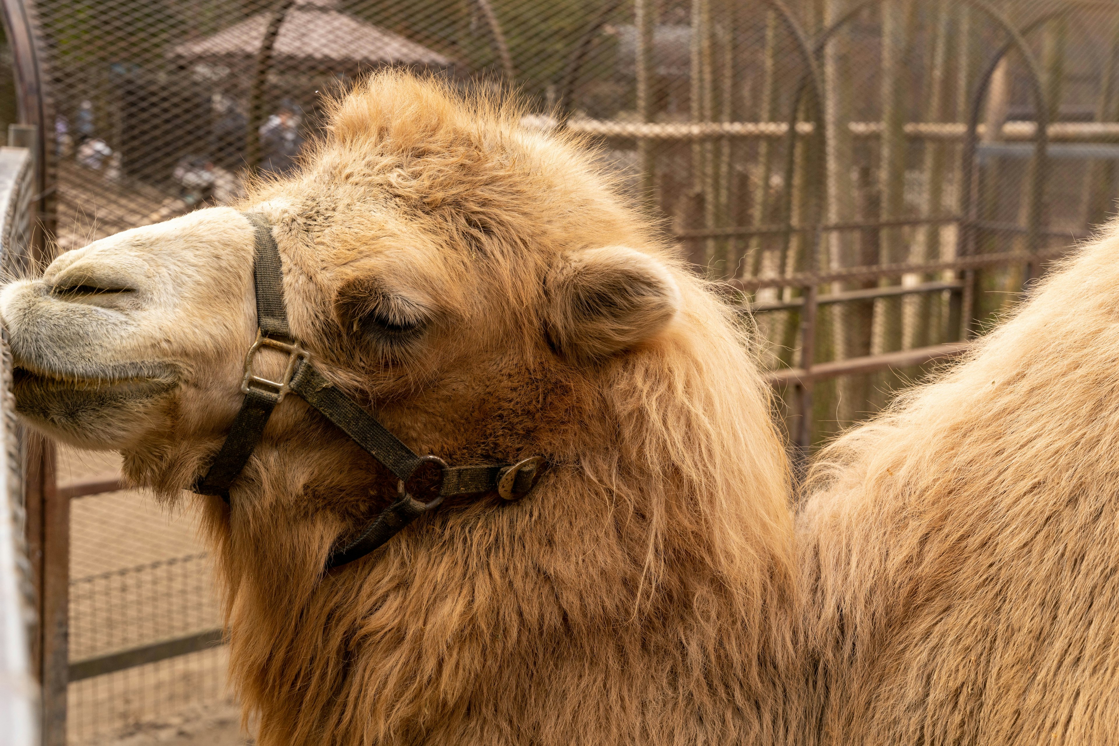 Close-up of a camel facing a fence