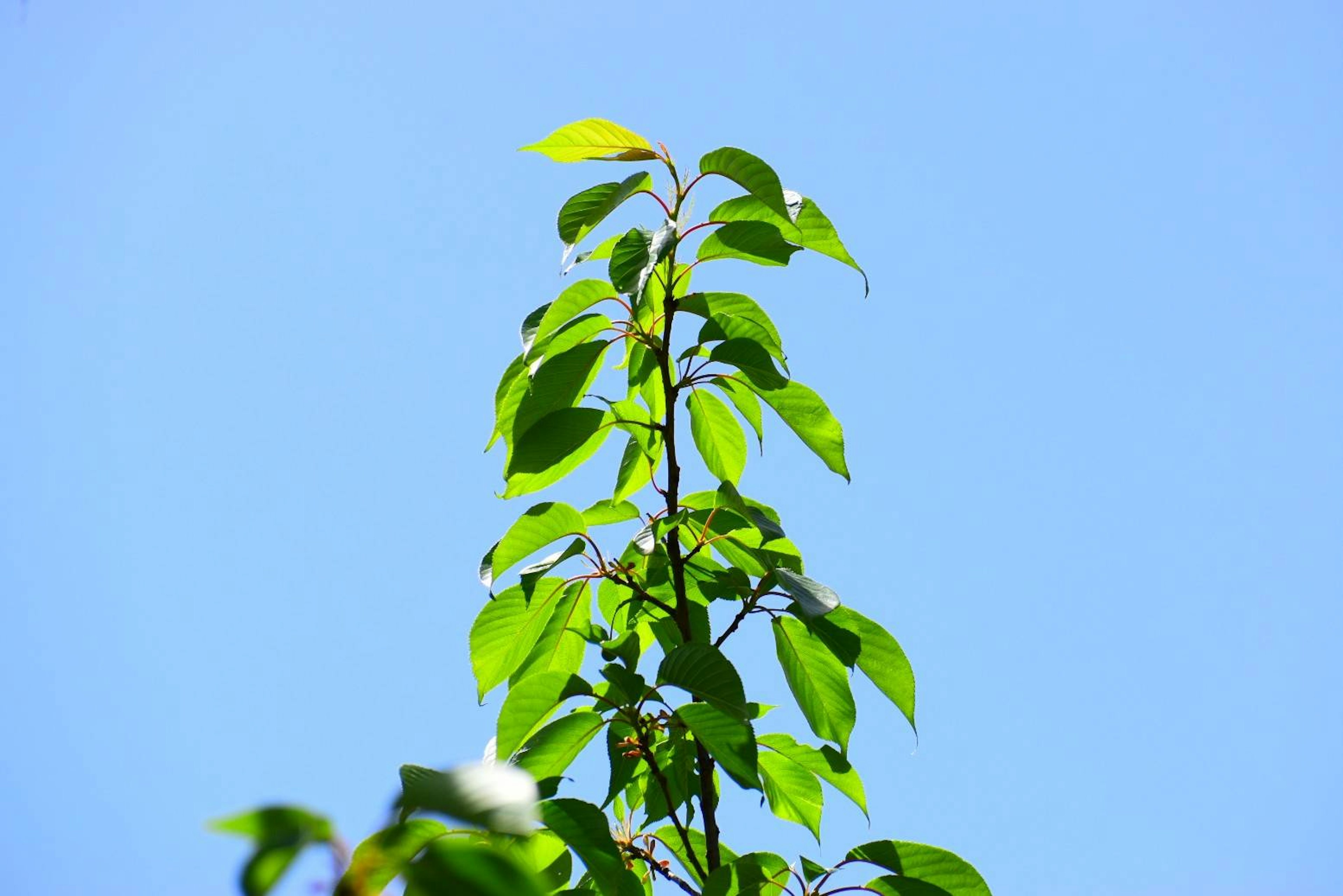 Hojas verdes alcanzando el cielo azul