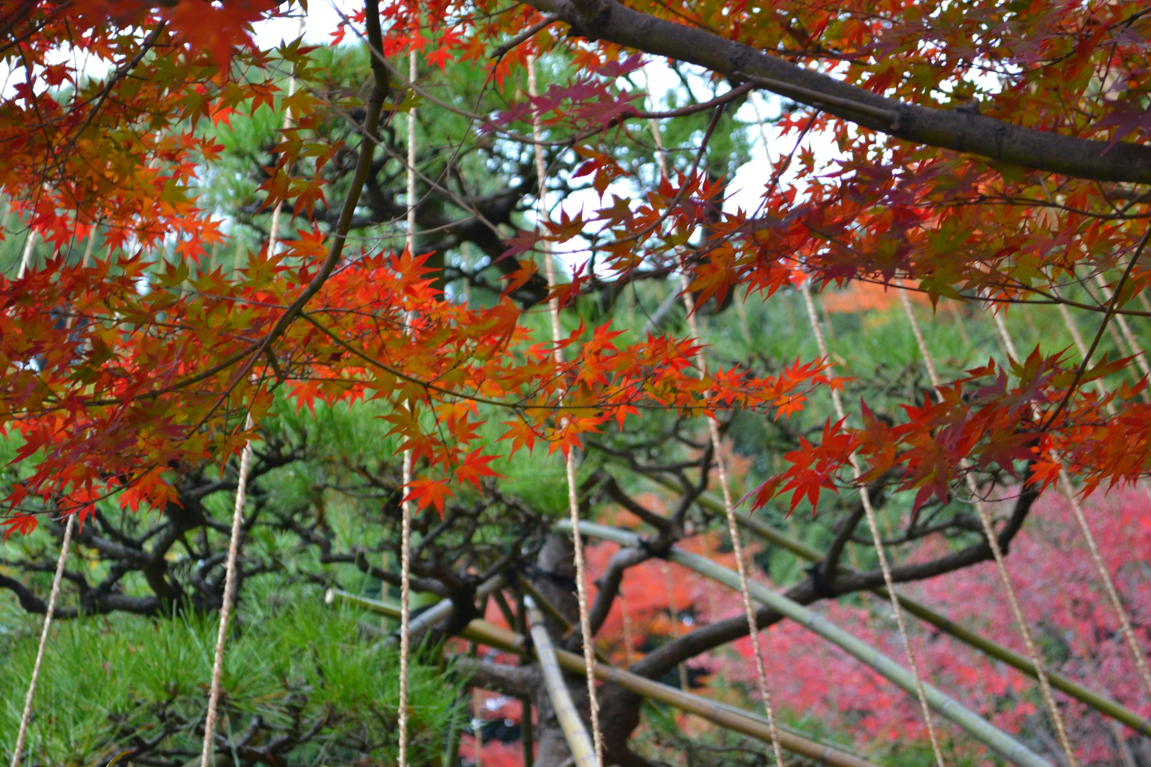 紅葉した木々と竹の支柱が見える風景