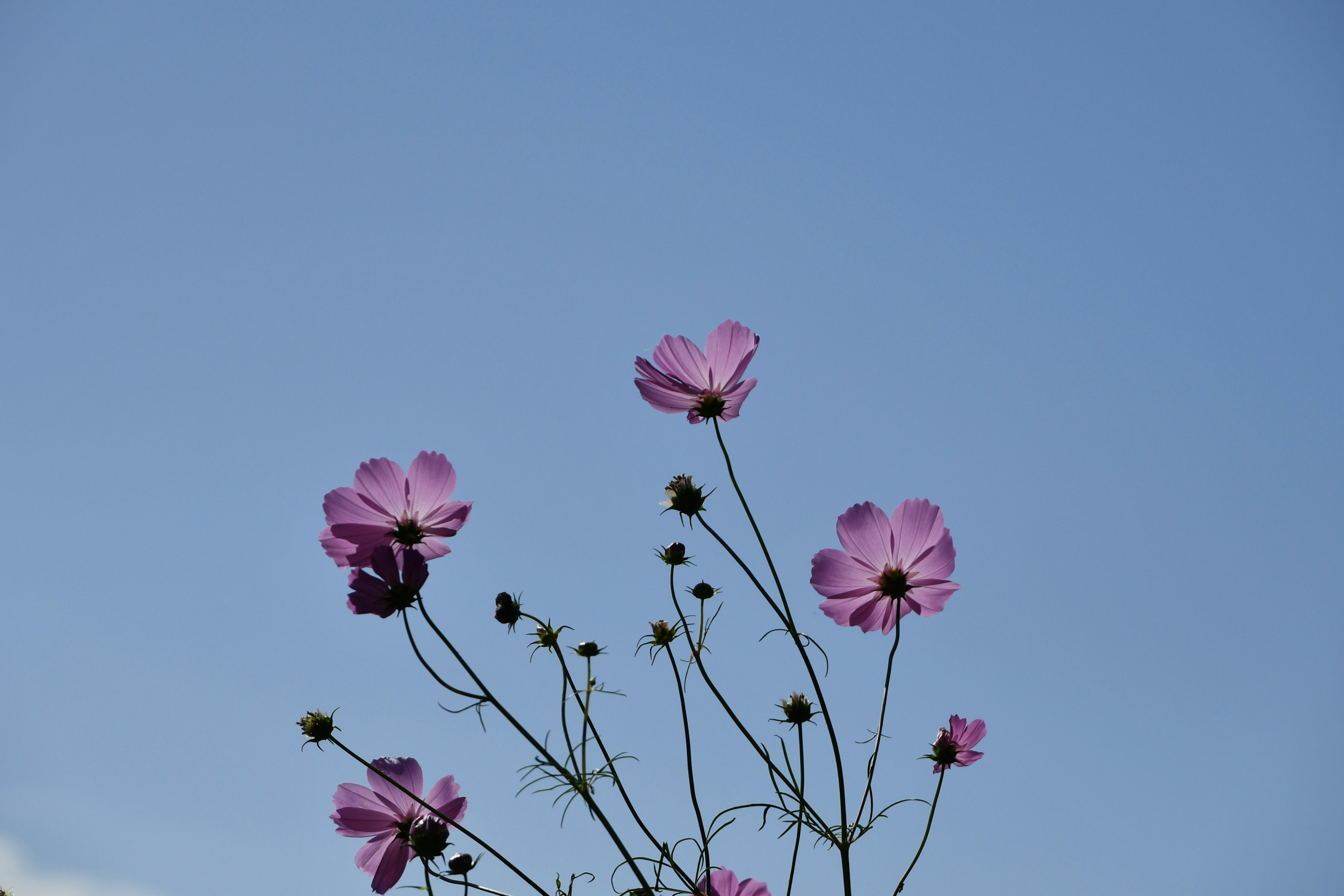 Bunga pink mekar di bawah langit biru