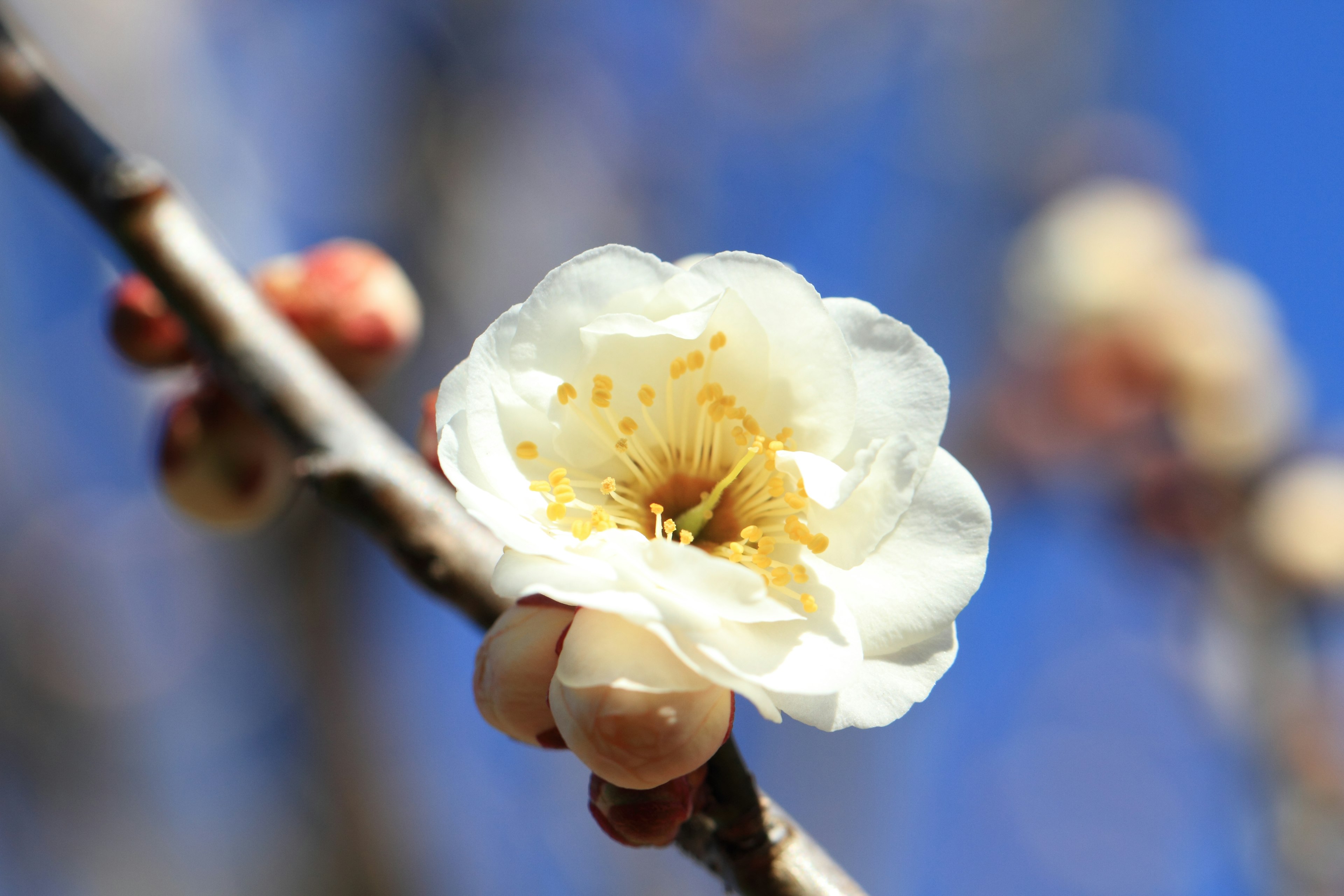 Weißer Pflaumenblüten unter blauem Himmel