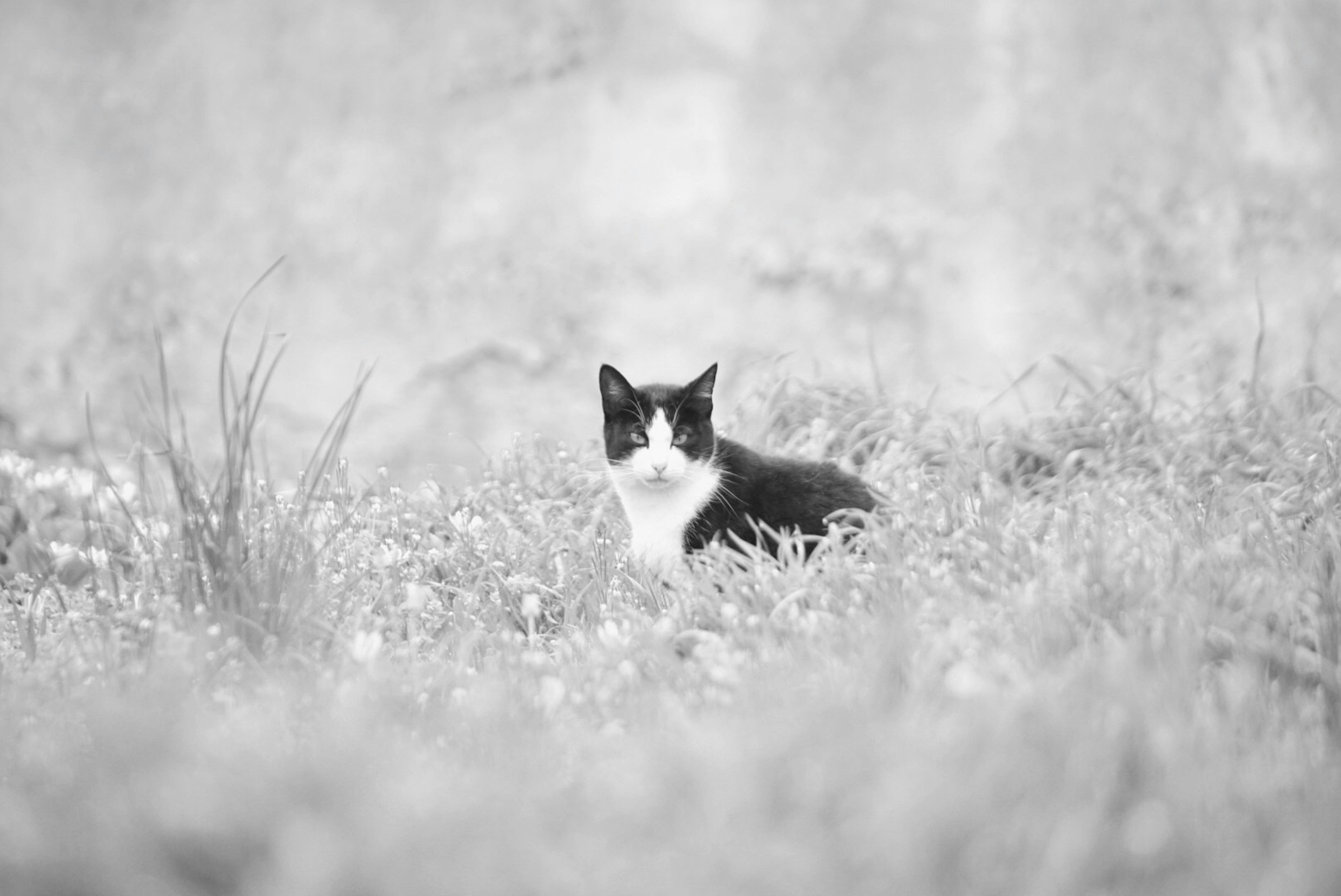 Gato negro y blanco sentado en un área de hierba con fondo borroso